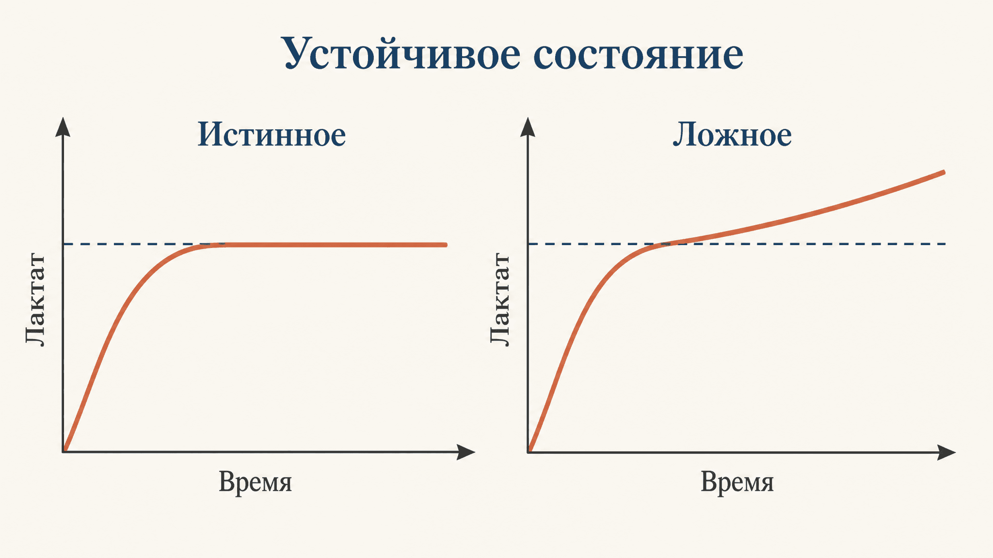 Истинное и ложное устойчивое состояние: понятие и отличия