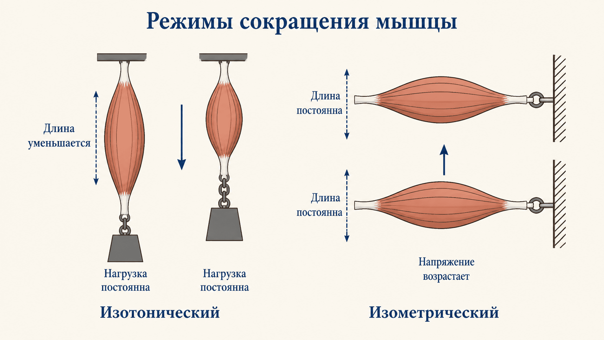 Изотонический и изометрический режимы сокращения мышцы