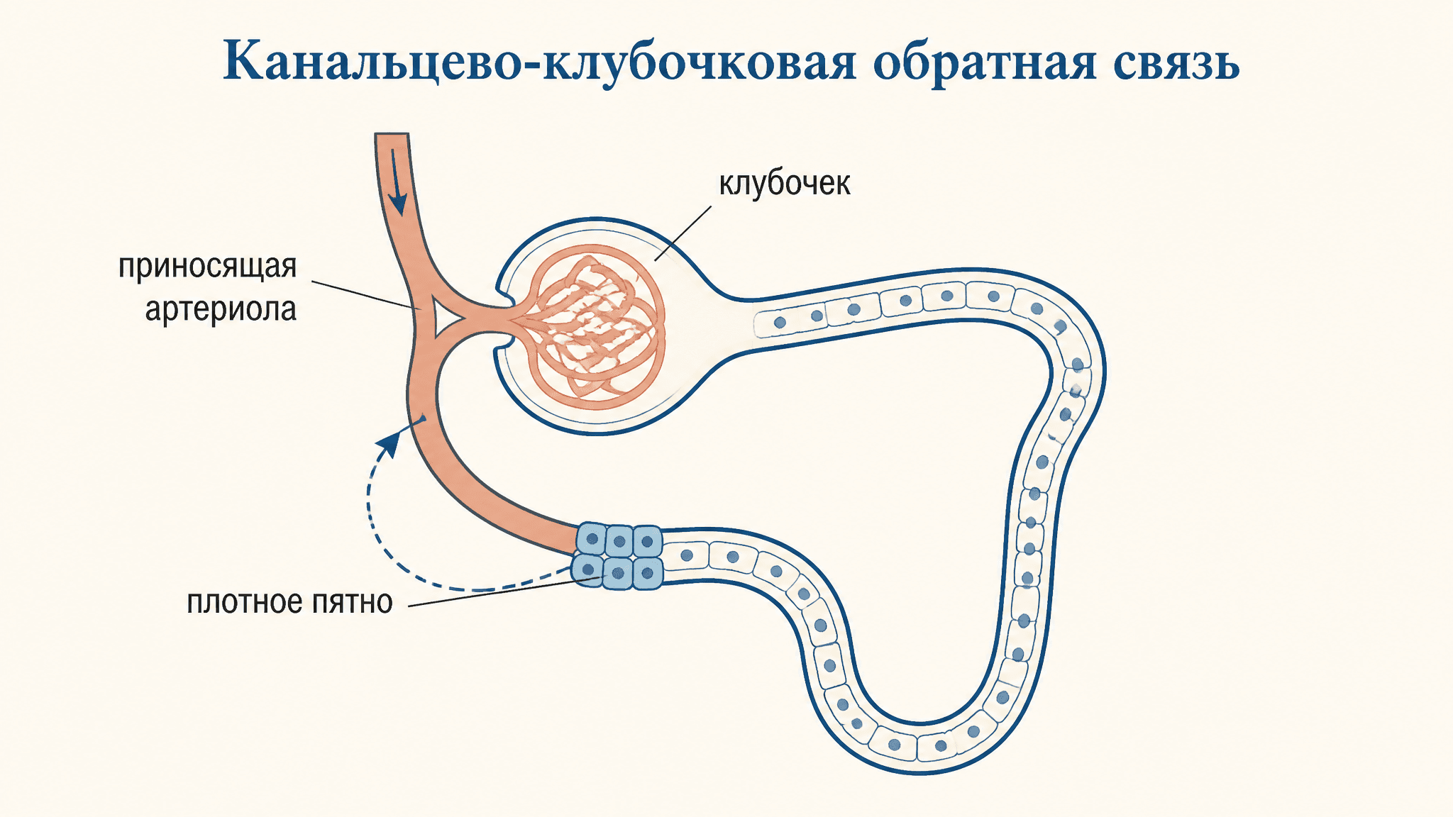 Канальцево-клубочковая обратная связь: как почка держит СКФ