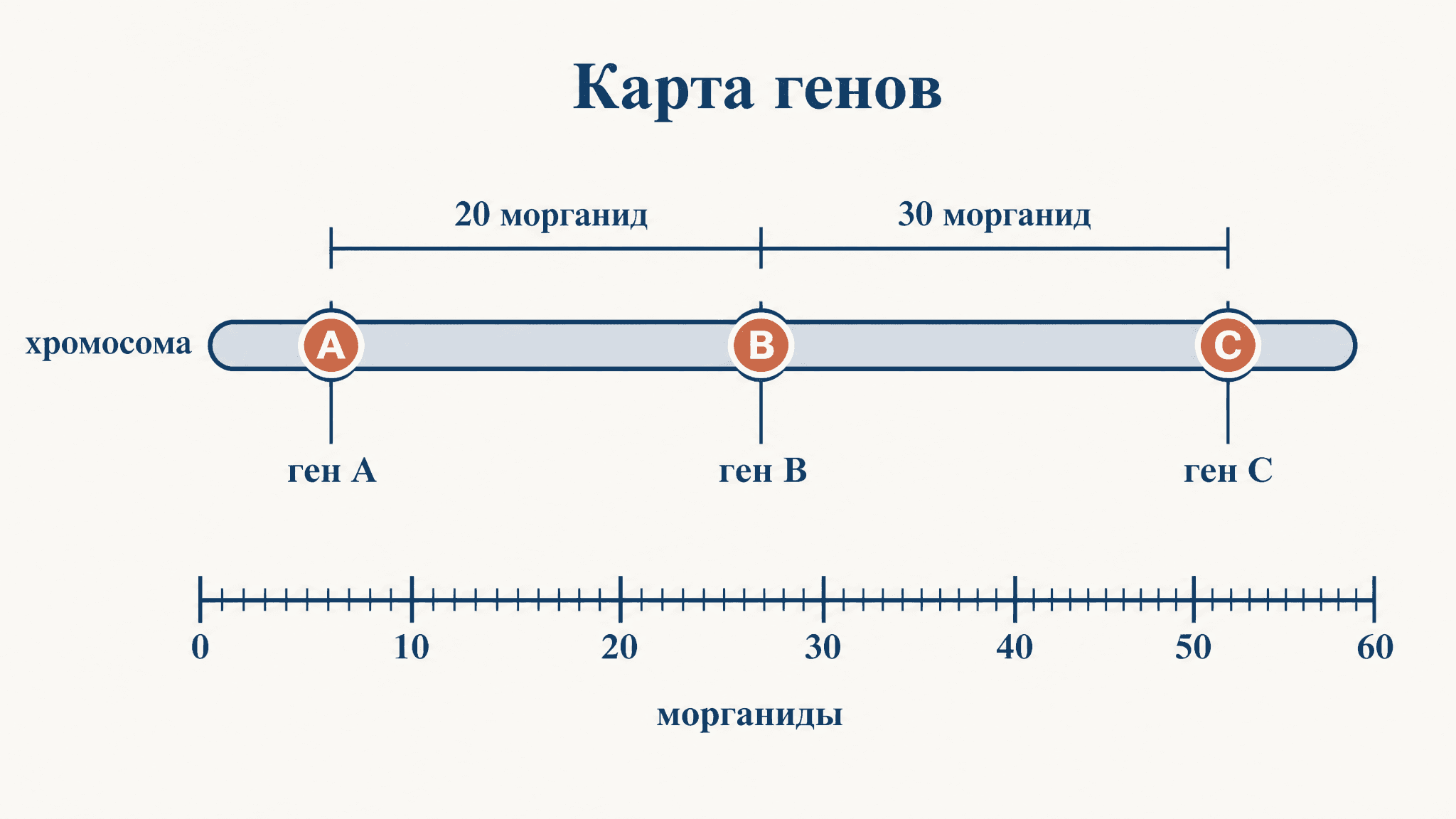 Карта генов в морганидах: как строят и читают