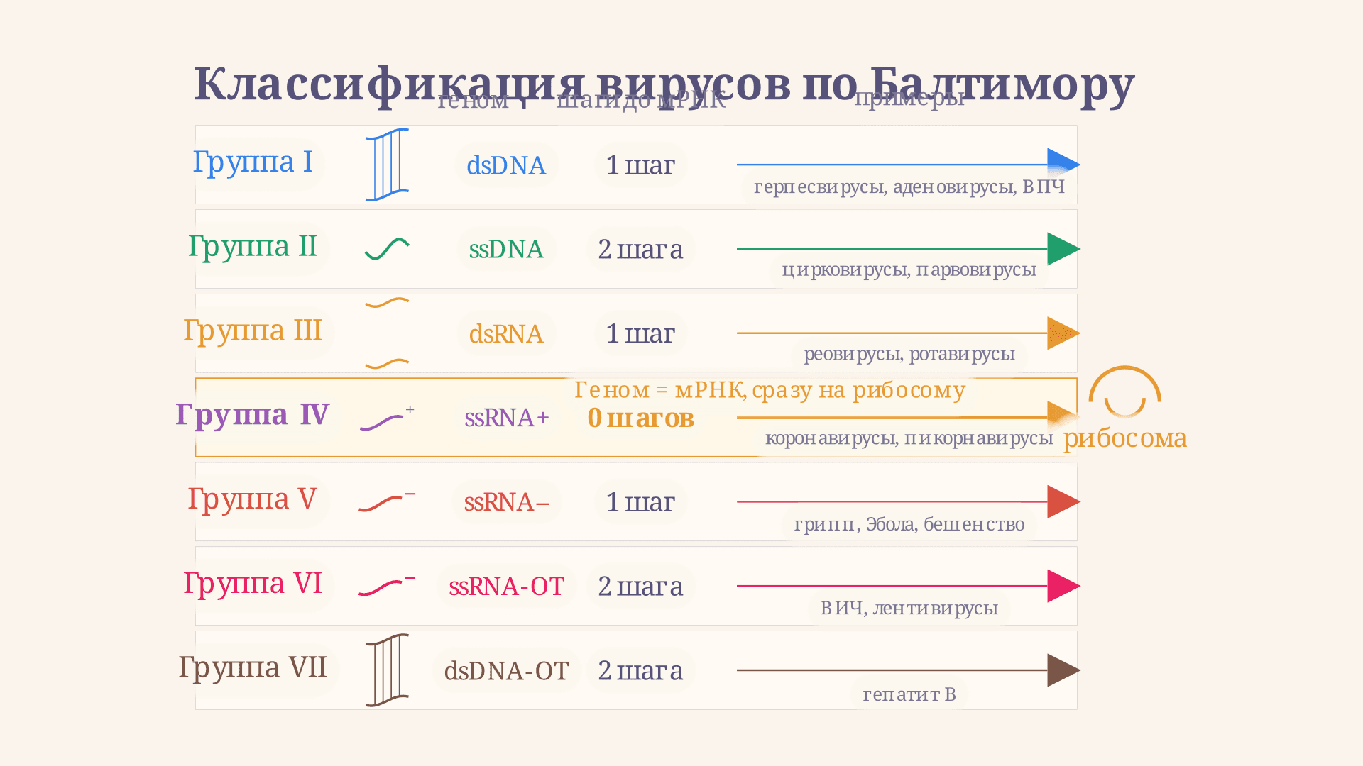 Классификация вирусов по Балтимору: 7 групп