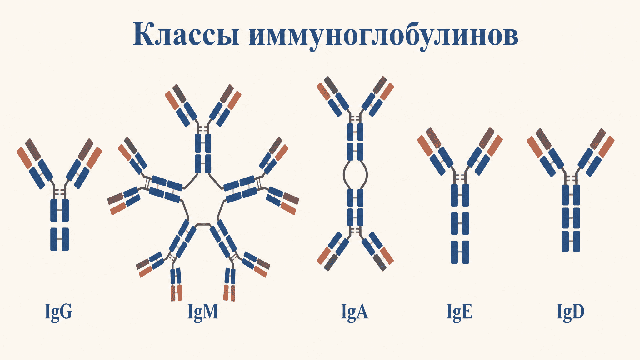 Классы иммуноглобулинов: IgG, IgM, IgA, IgE, IgD - функции