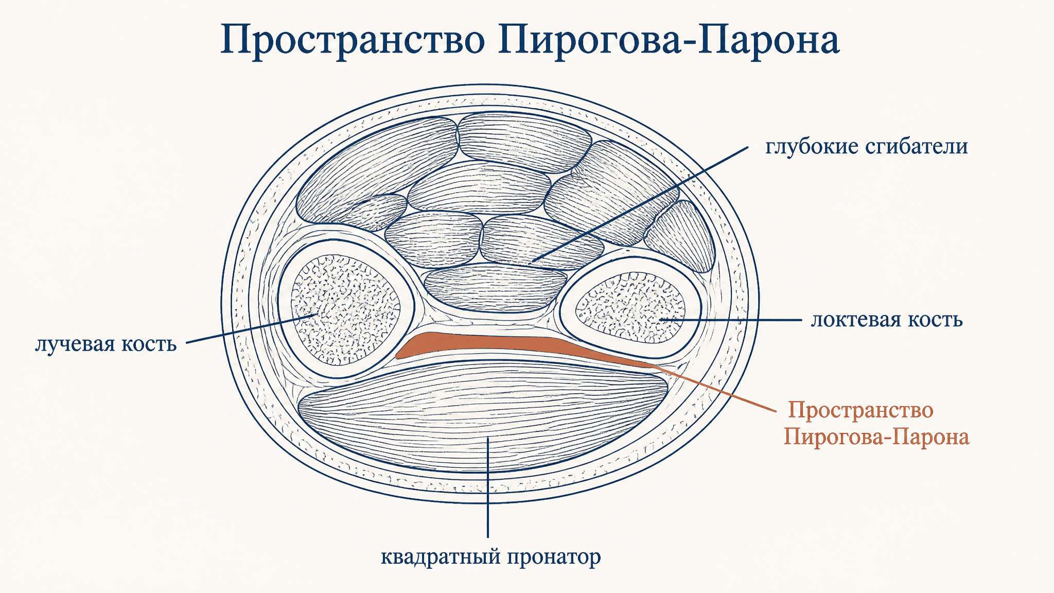 Клетчаточное пространство Пирогова-Парона: границы и клиника