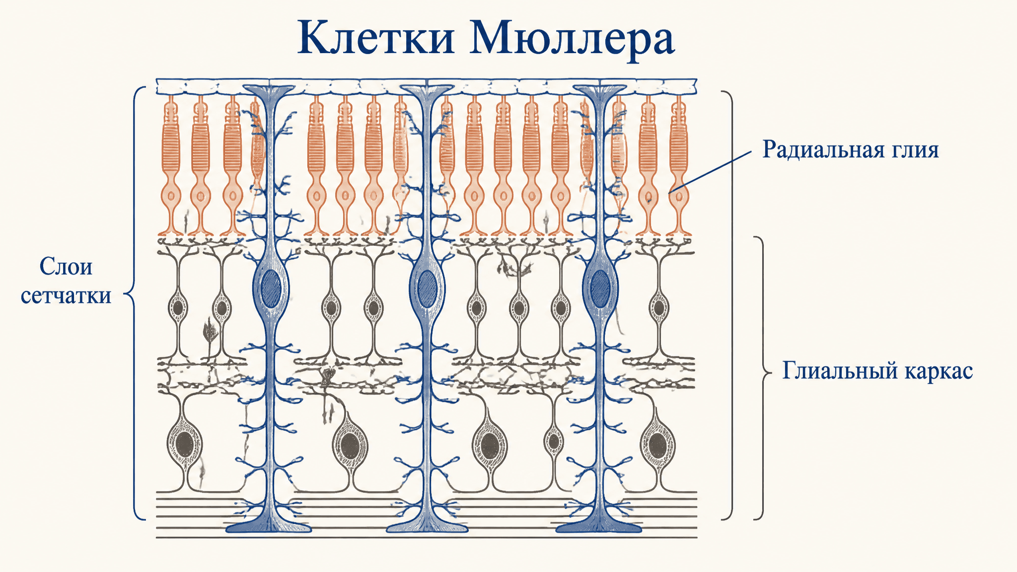 Клетки Мюллера сетчатки: функции и строение глии