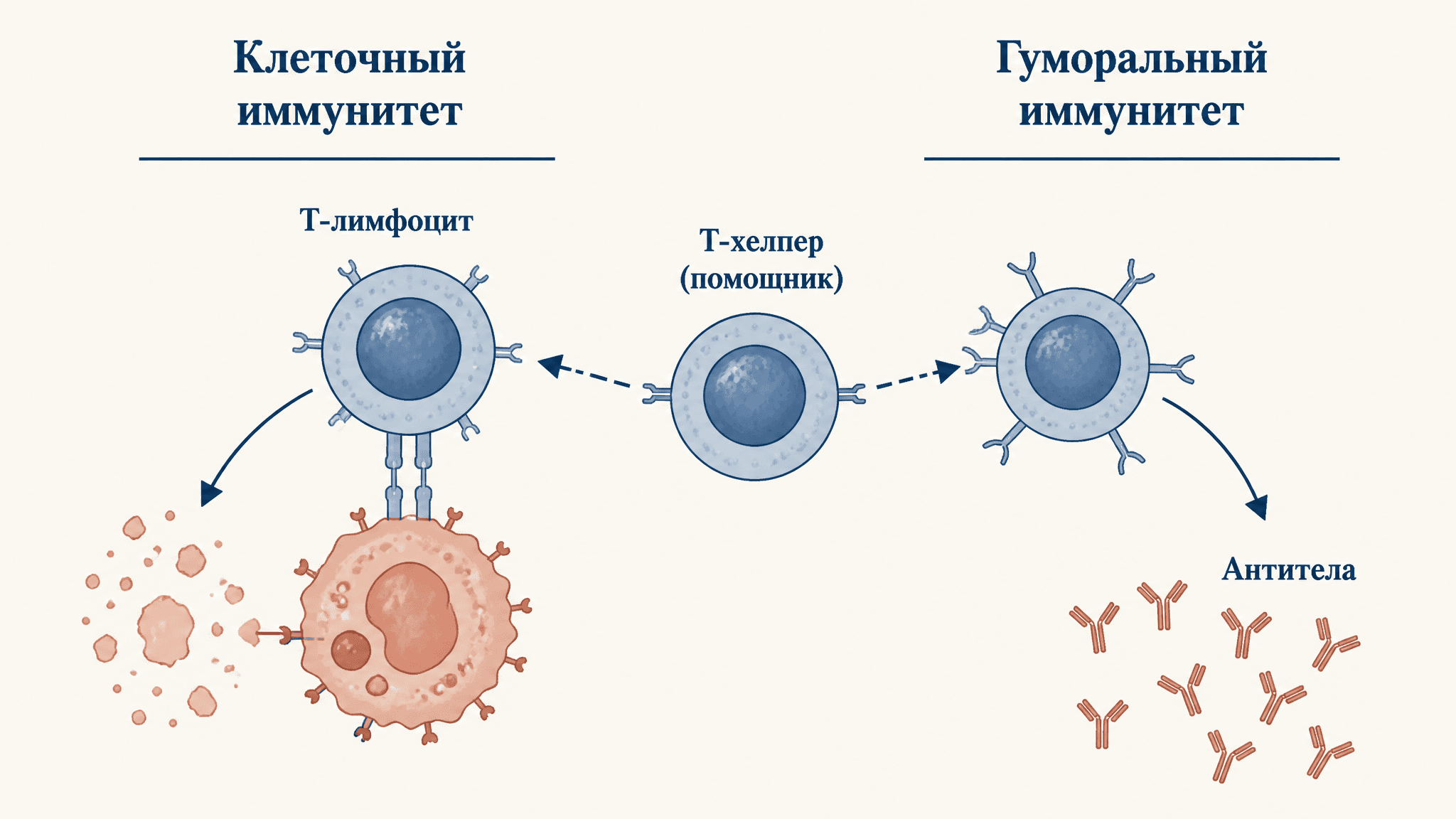 Клеточный и гуморальный иммунитет: механизмы защиты