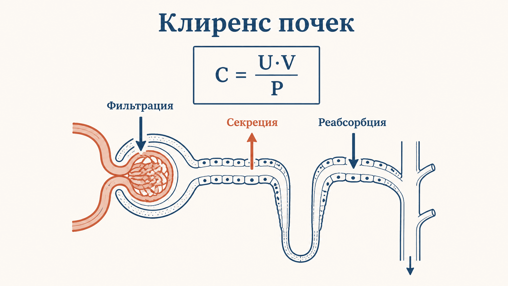 Клиренс и СКФ: методы определения фильтрации почек