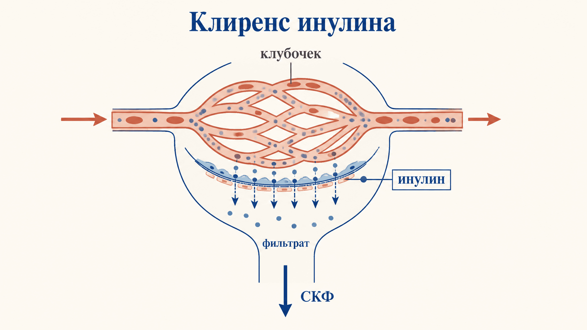 Клиренс инулина: измерение скорости фильтрации