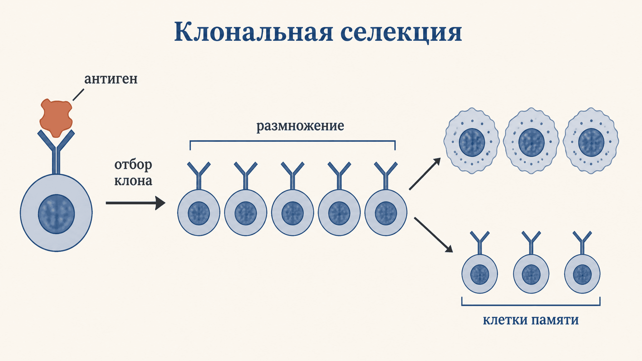 Клональная селекция лимфоцитов: теория и суть кратко