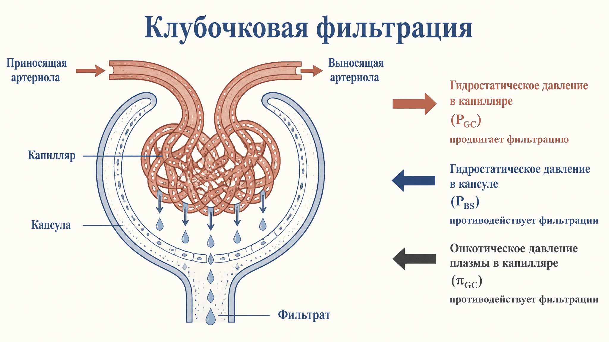 Клубочковая фильтрация и фильтрационное давление