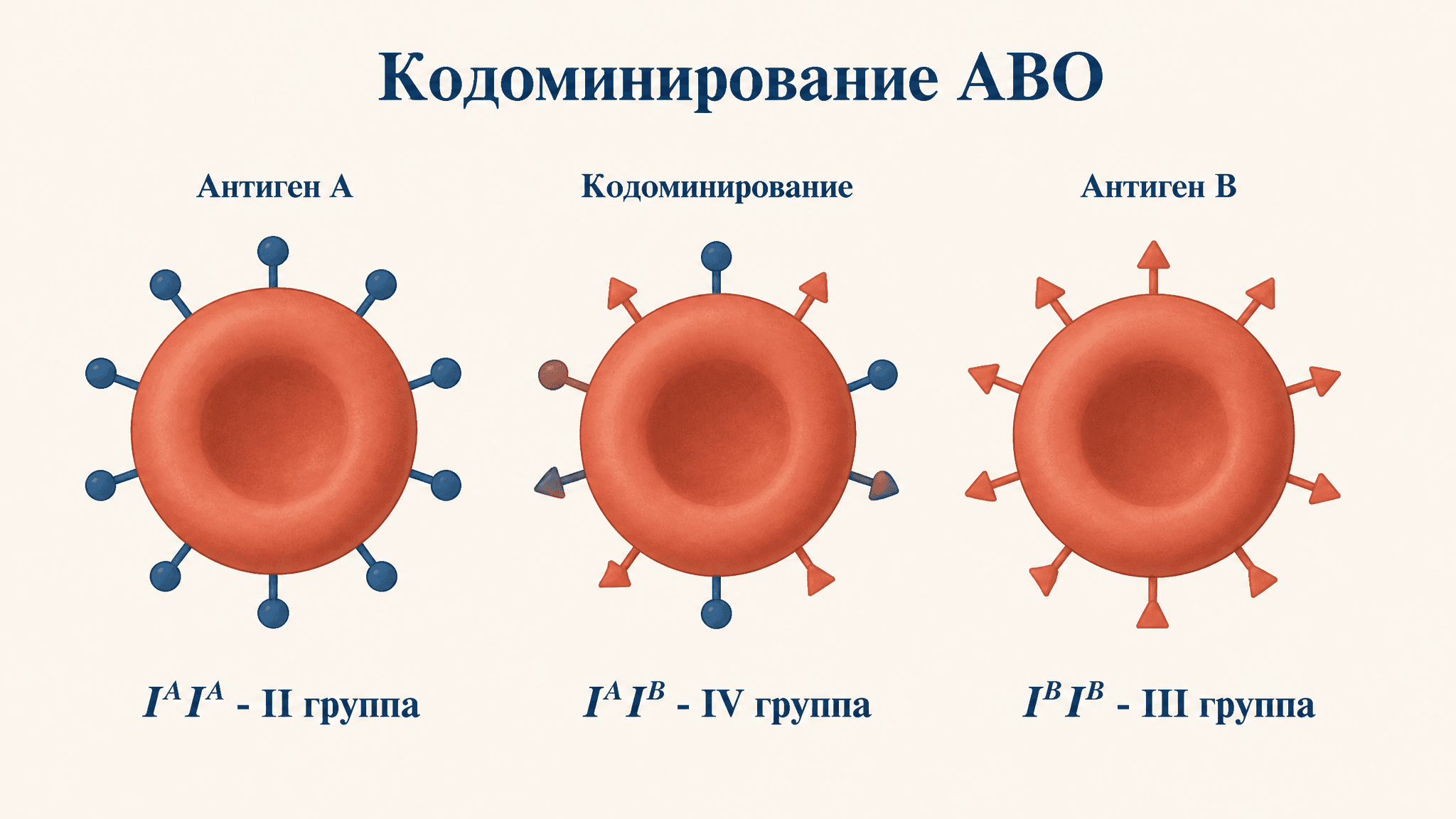 Кодоминирование: наследование групп крови системы ABO