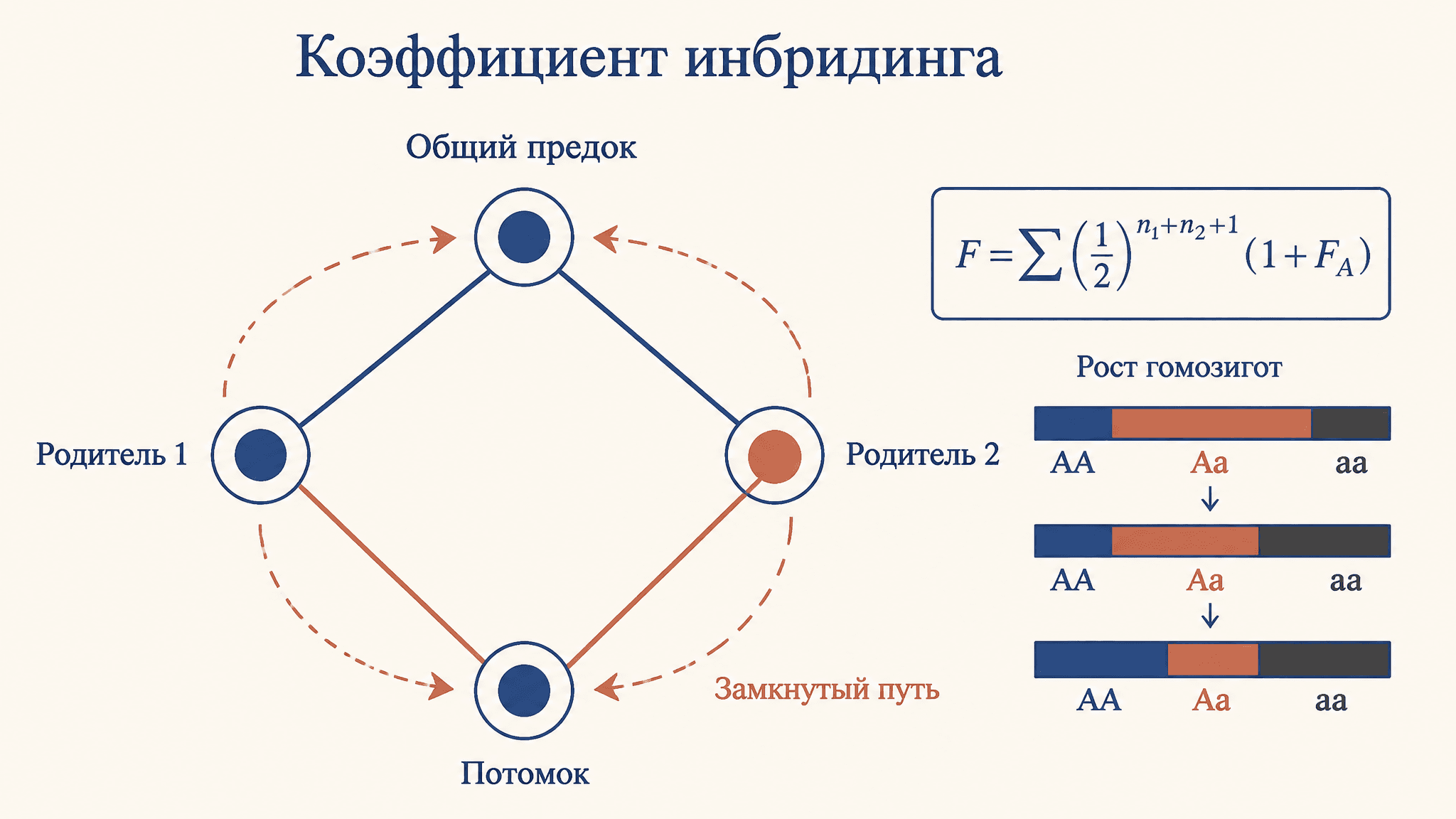 Коэффициент инбридинга Райта: расчёт по родословной