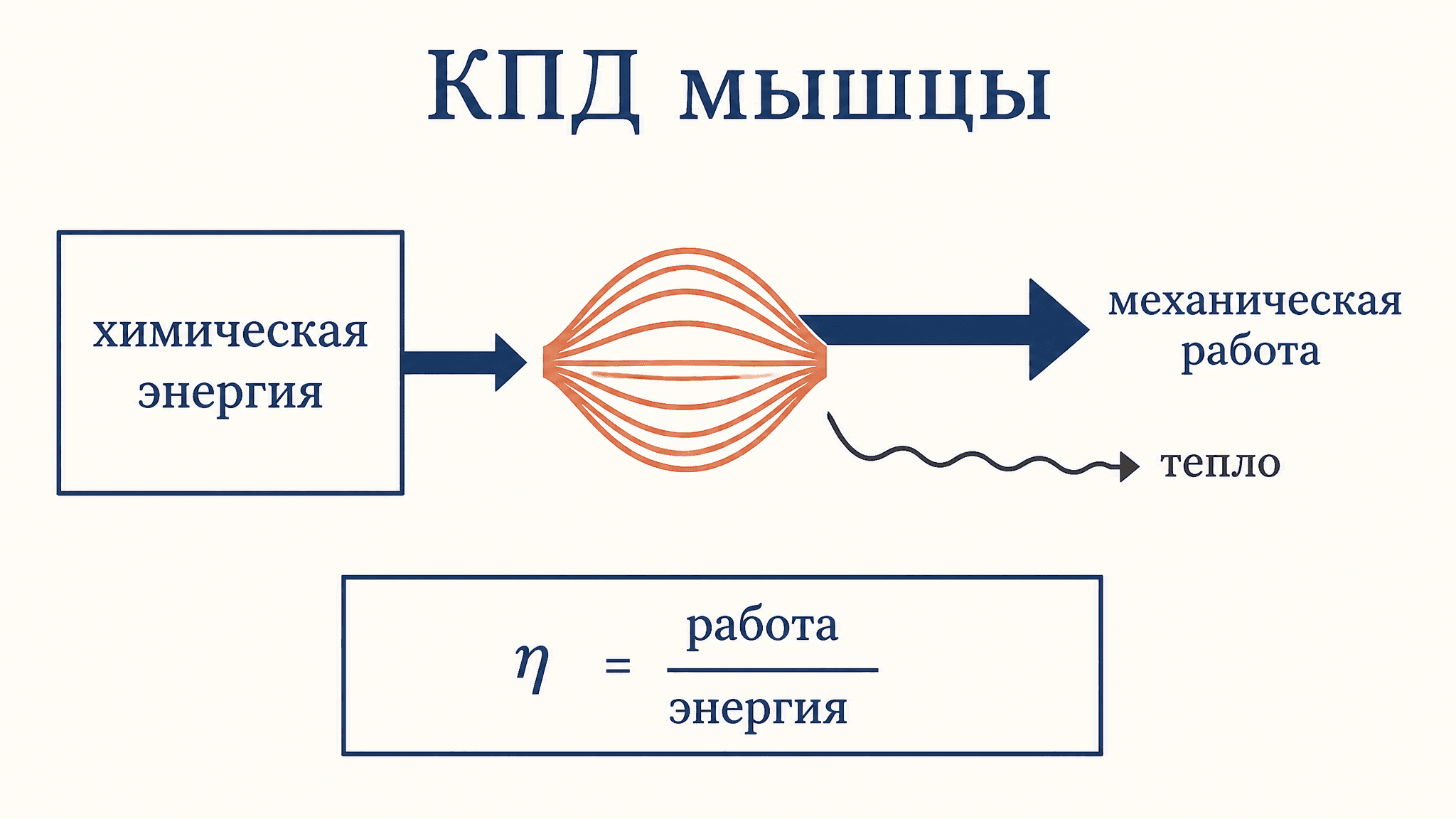 Коэффициент полезного действия мышцы: как считать КПД