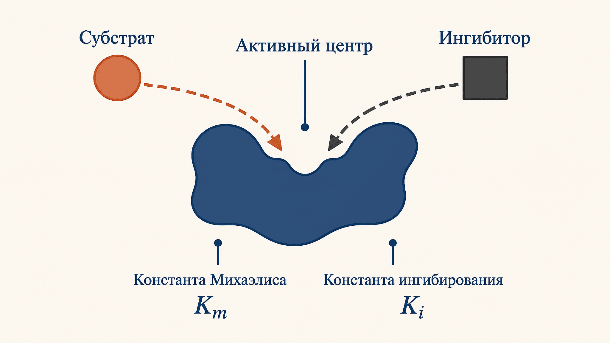 Конкурентное ингибирование фермента: кинетика и уравнения