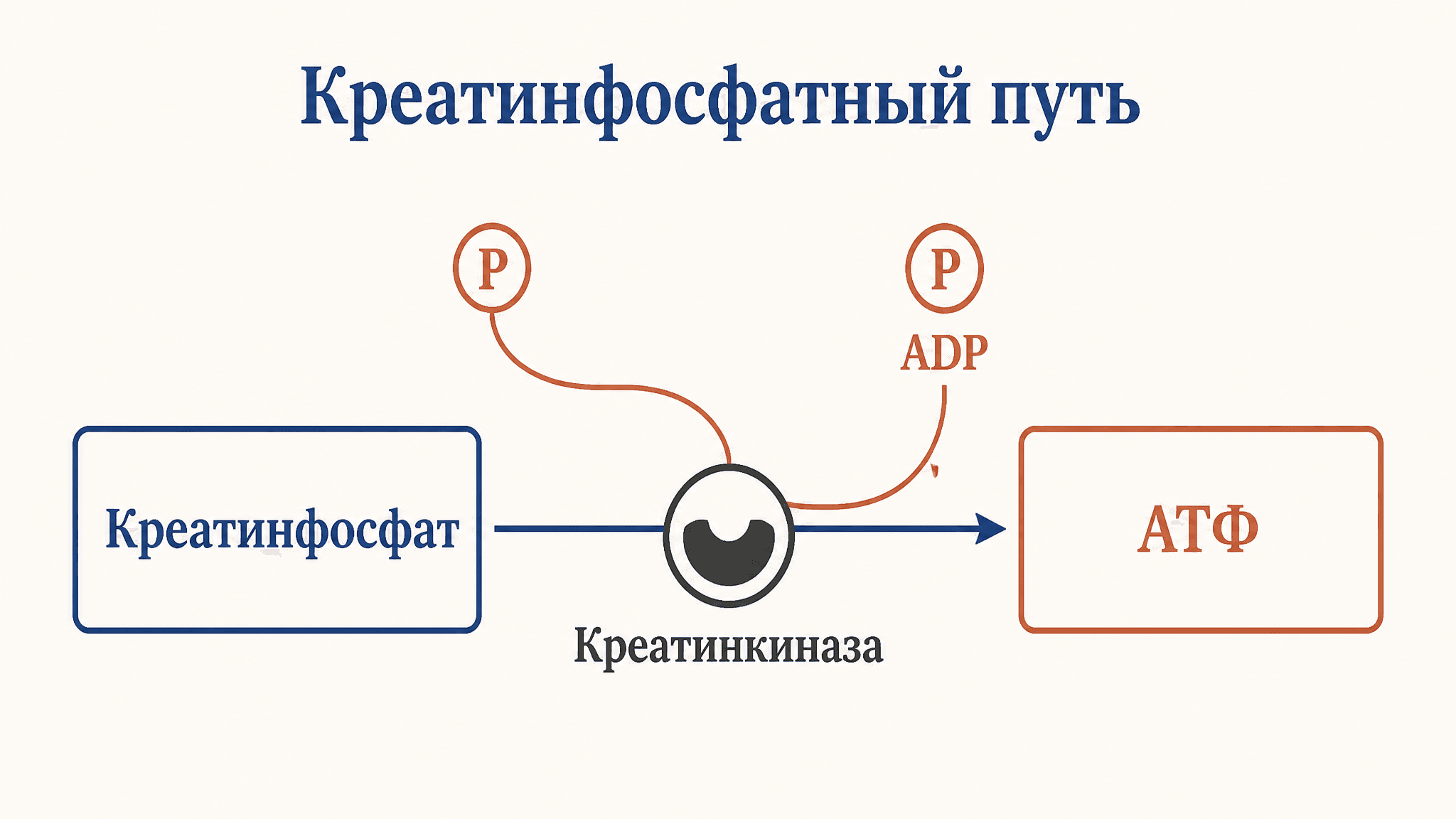 Креатинфосфатный путь ресинтеза АТФ: как работает