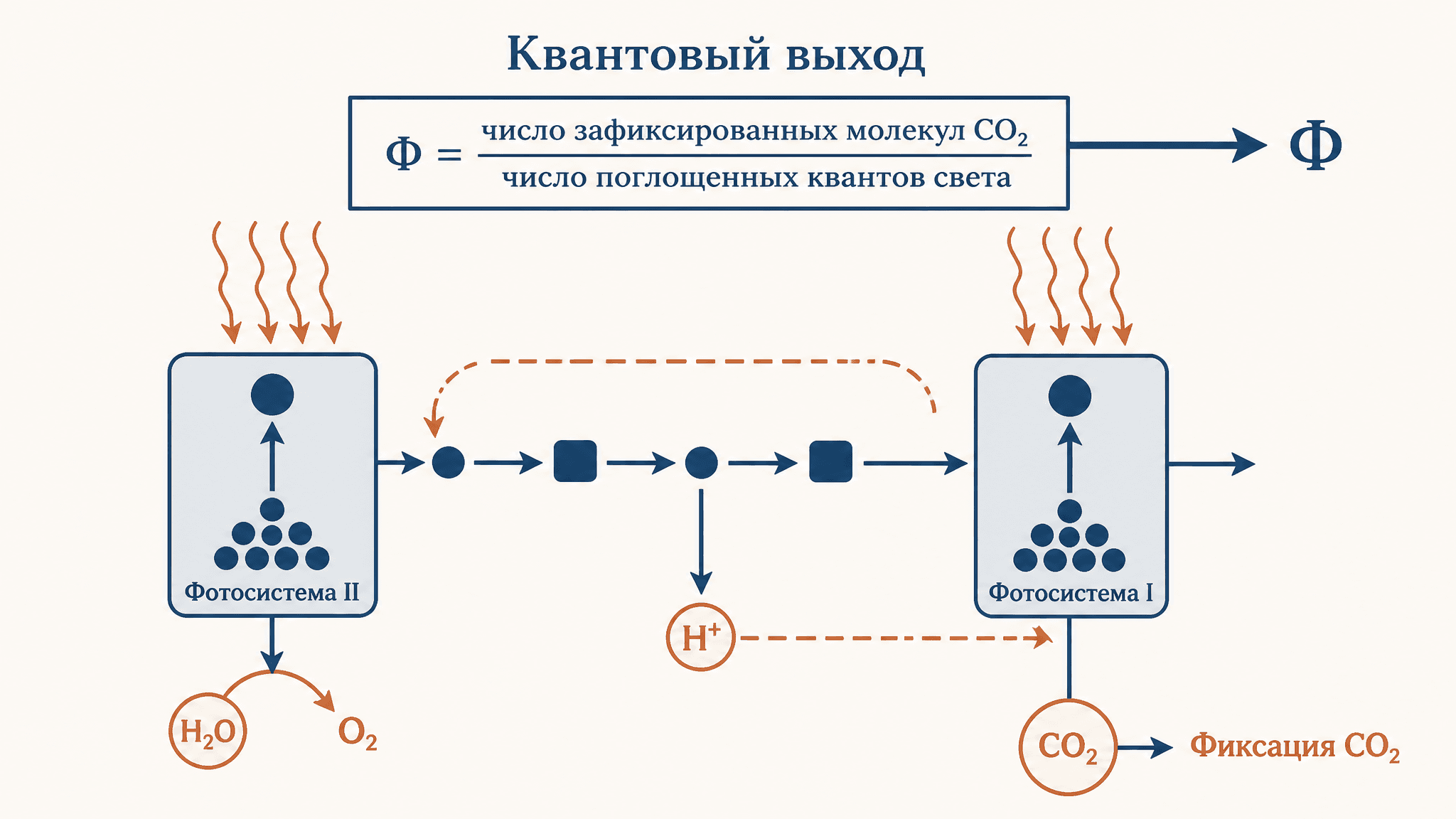 Квантовый выход фотосинтеза: эффективность поглощения света