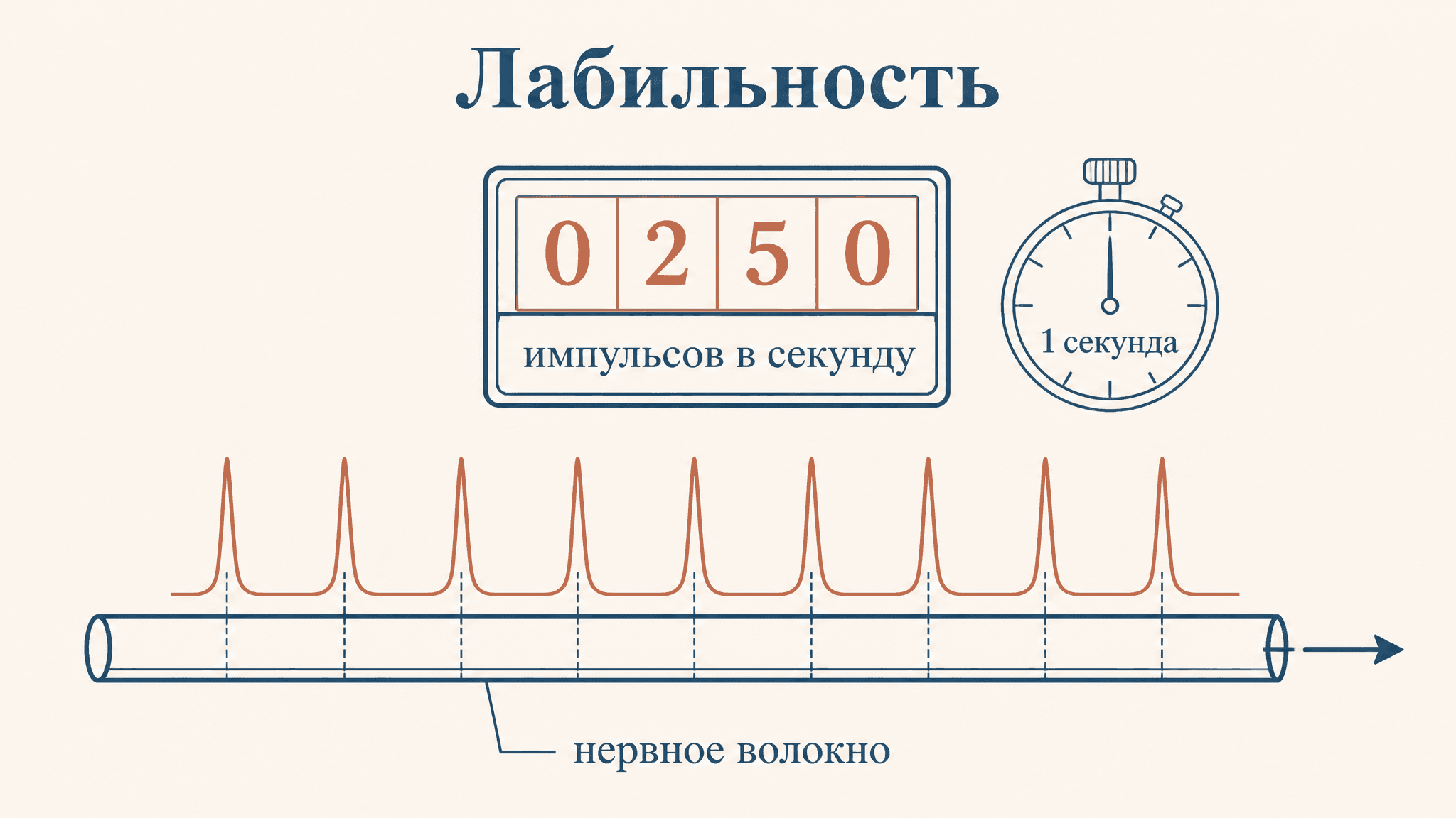 Лабильность Введенского: что это и как считать