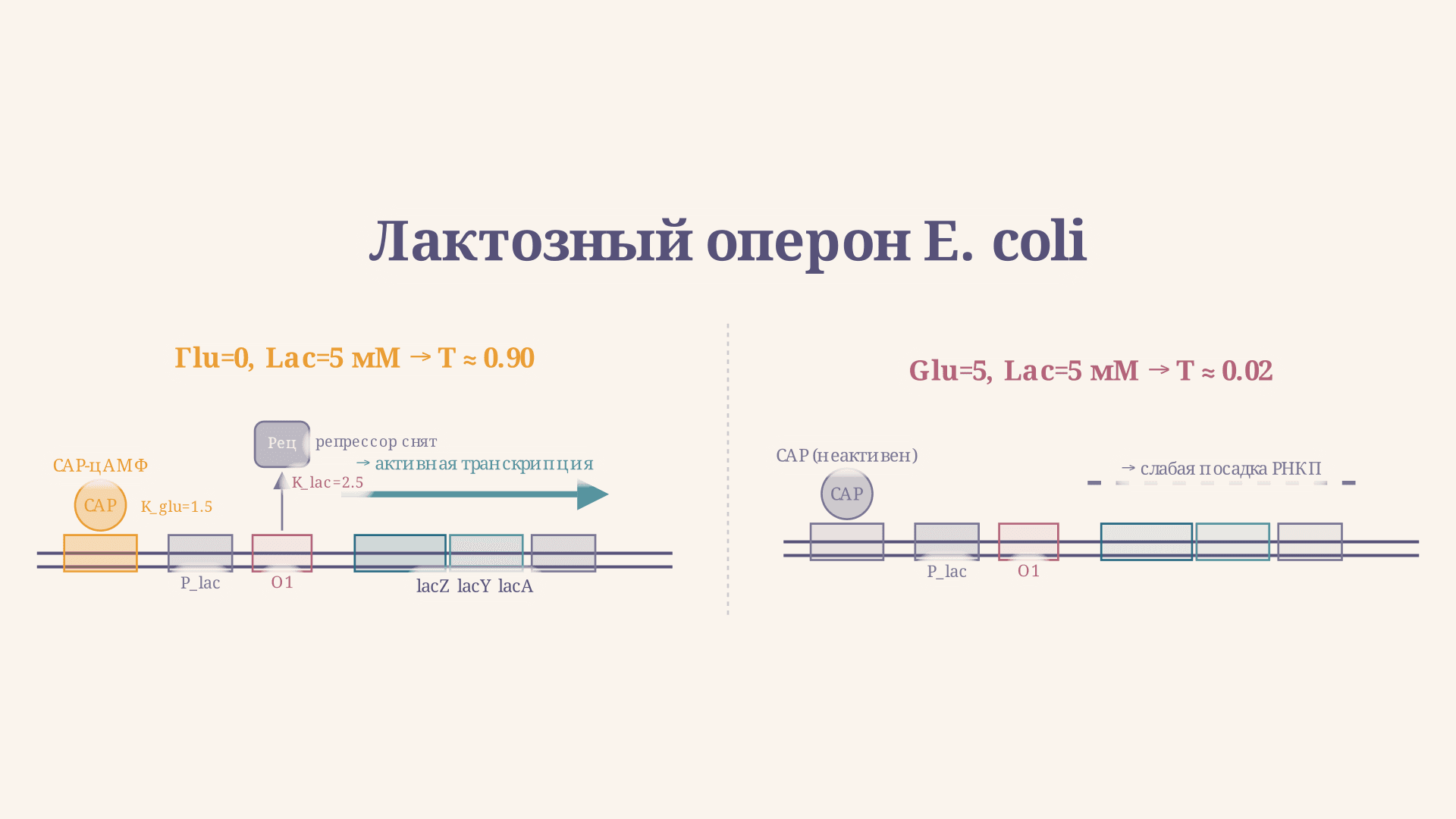 Лактозный оперон: механизм регуляции у E. coli
