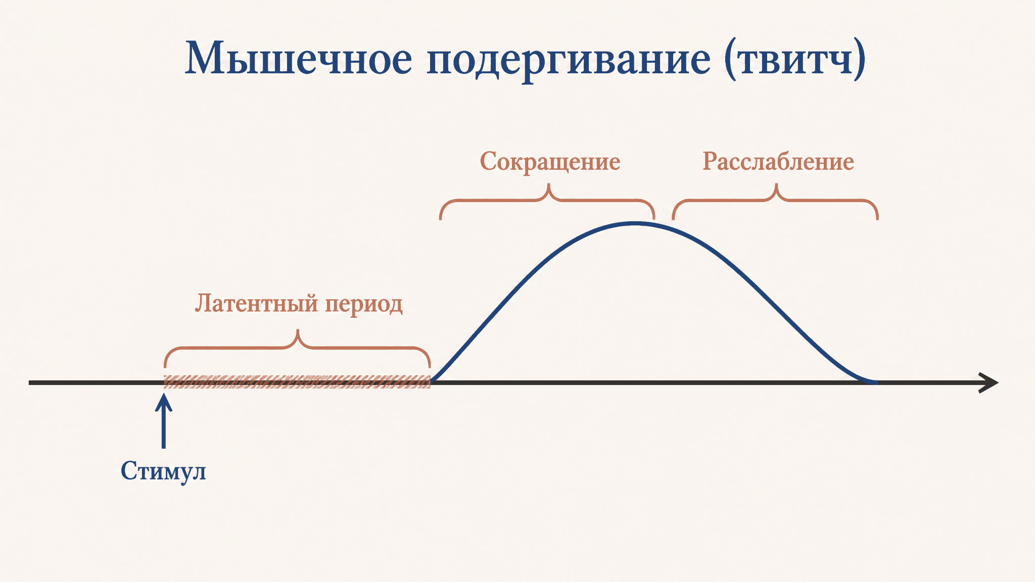 Латентный период сокращения мышцы: что это и сколько длится