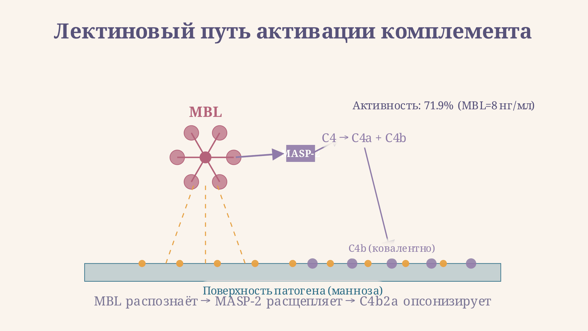 Лектиновый путь активации комплемента: MBL и MASP