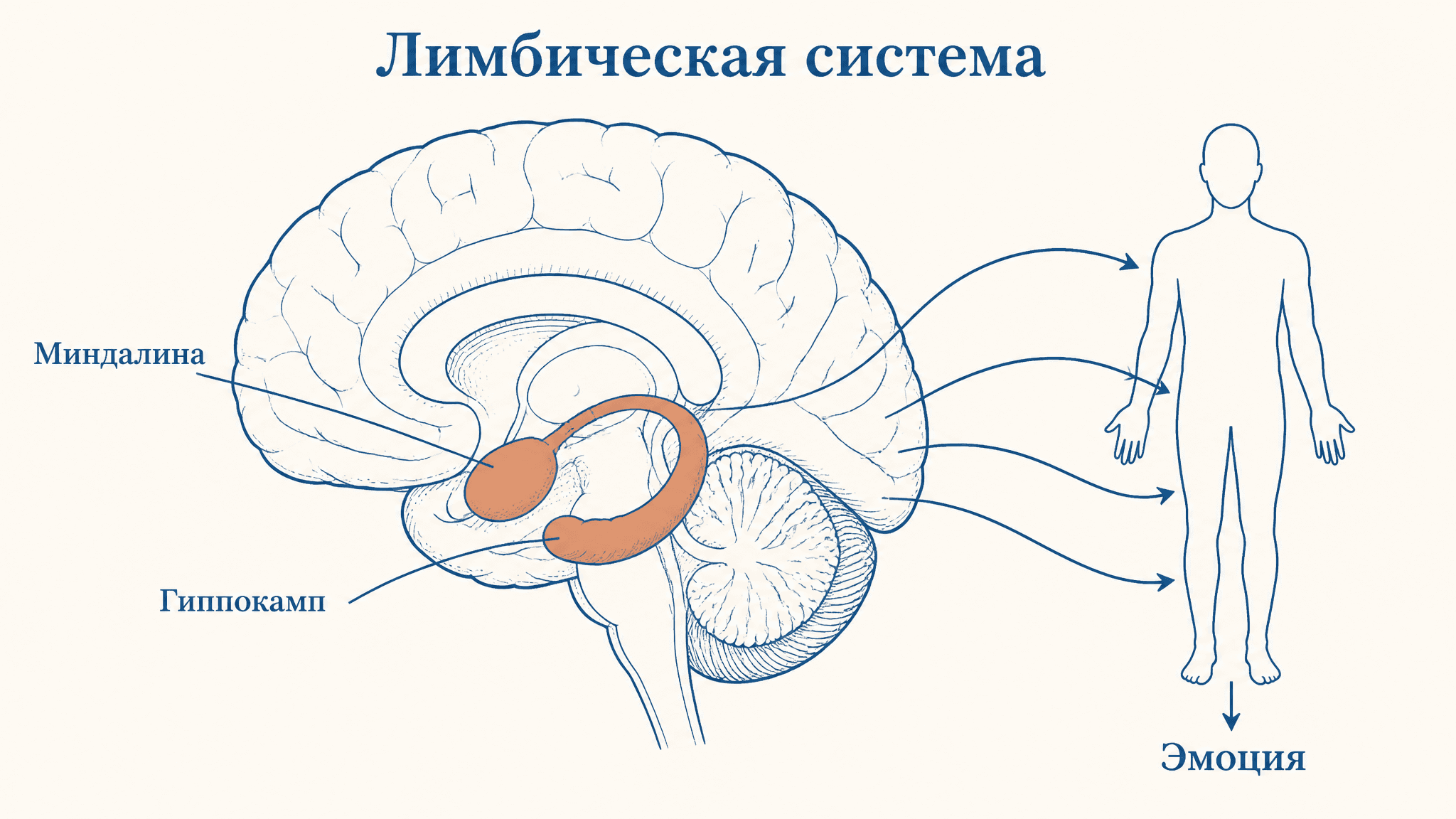 Лимбическая система и формирование эмоций