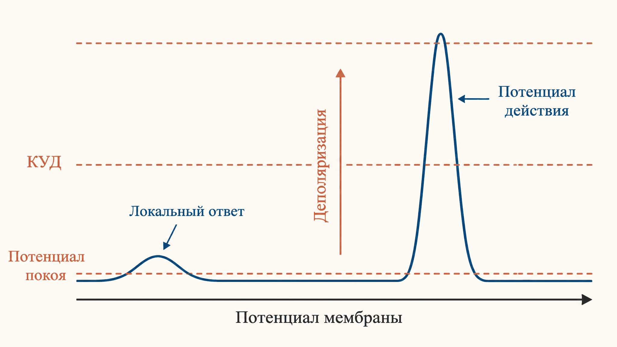 Локальный ответ и критический уровень деполяризации