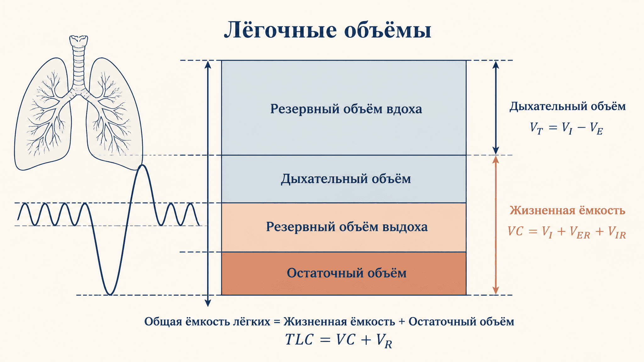Лёгочные объёмы и ёмкости: спирометрия простыми словами