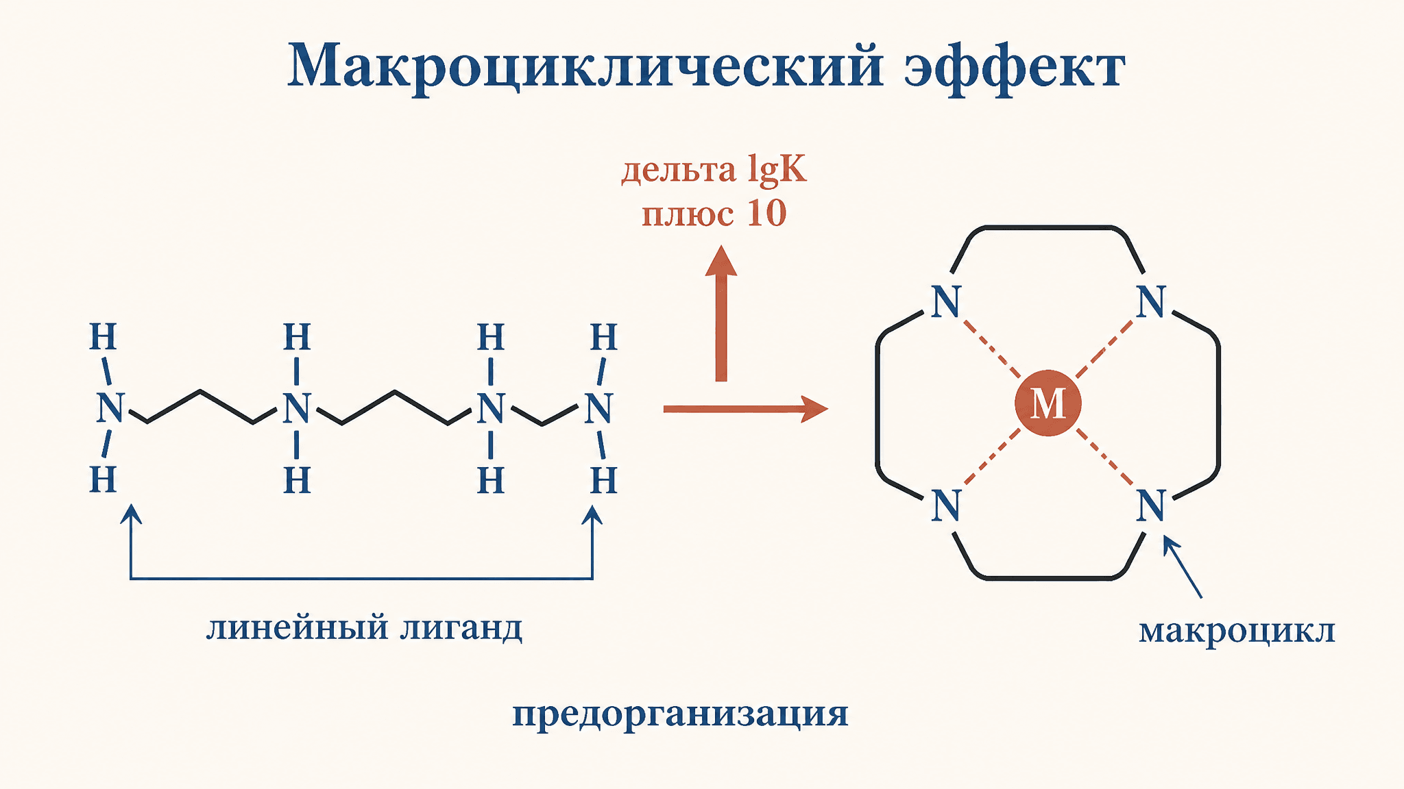 Макроциклический эффект: стабильность циклических комплексов