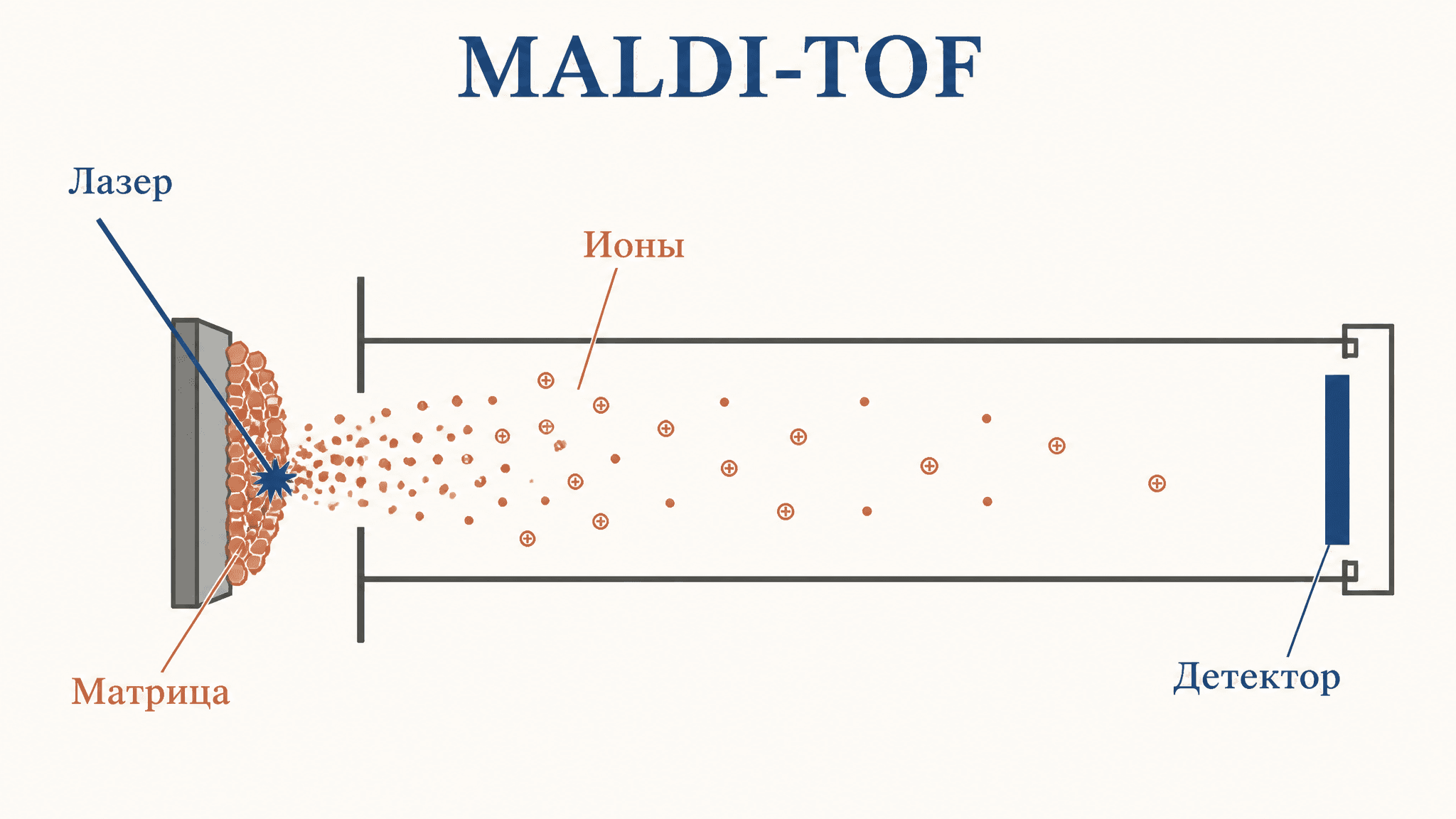 MALDI: матричная лазерная десорбция и ионизация