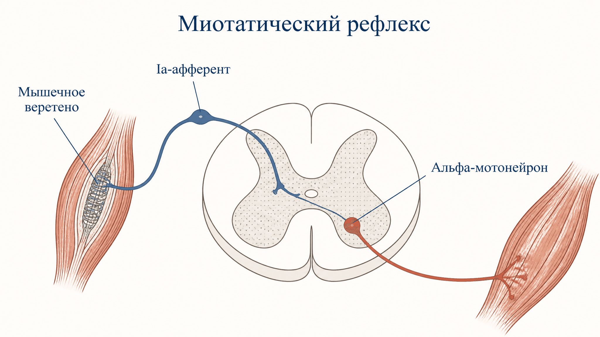 Миотатический рефлекс растяжения: механизм и значение