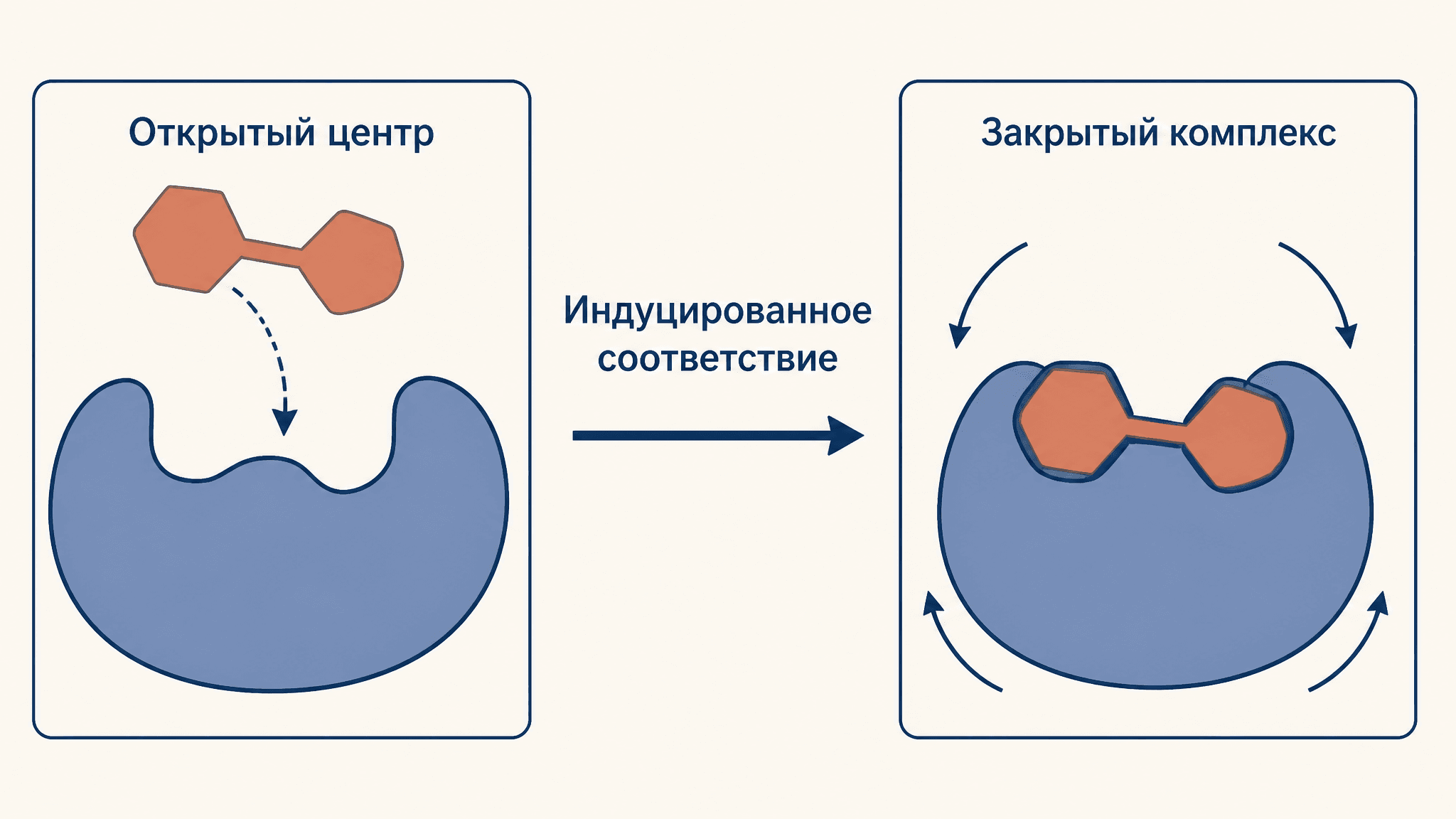 Модель Кошланда: индуцированное соответствие субстрата