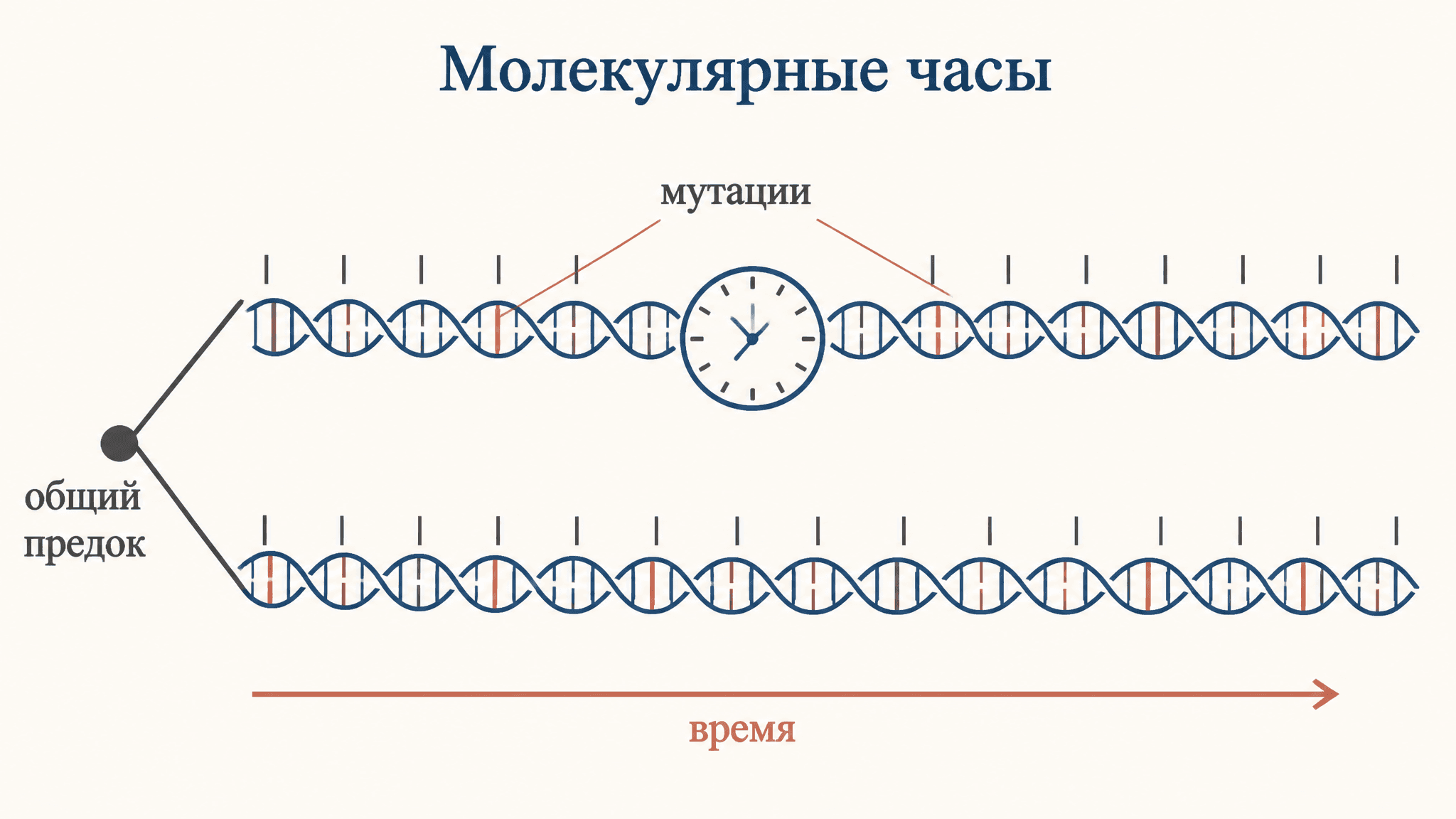 Молекулярные часы эволюции: как ДНК измеряет время