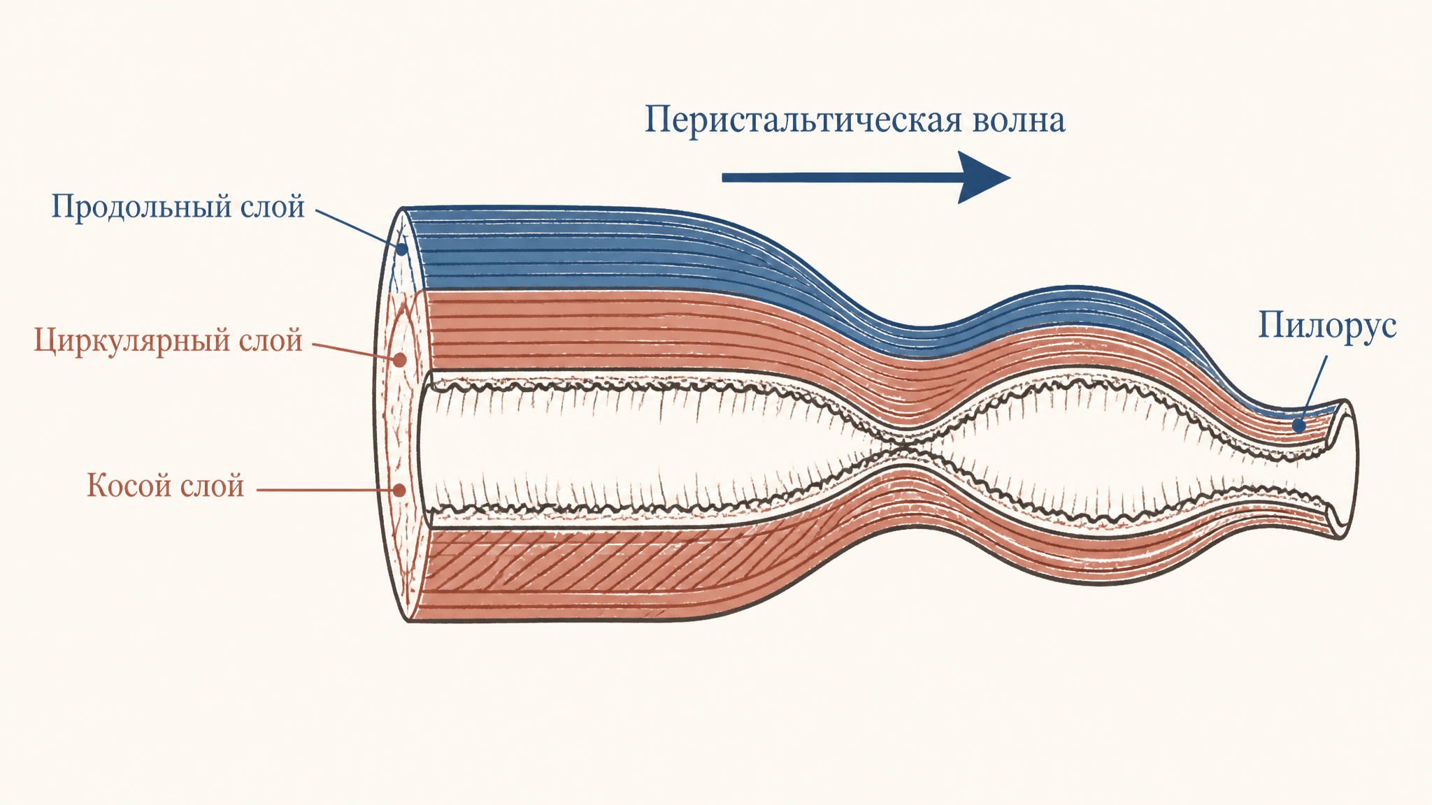Моторика желудка и эвакуация химуса: механизмы и регуляция