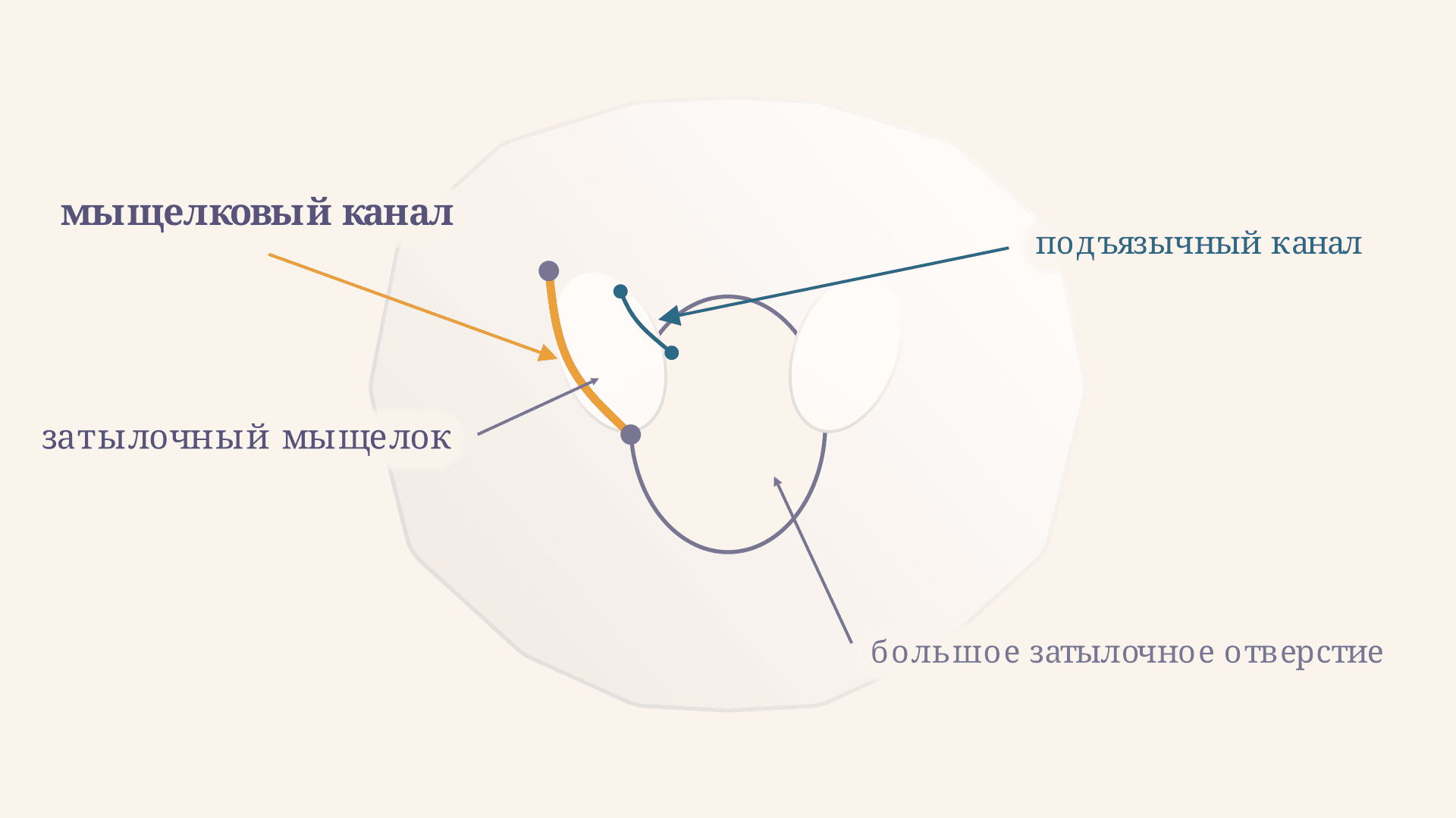 Мыщелковый канал: где находится и что проходит