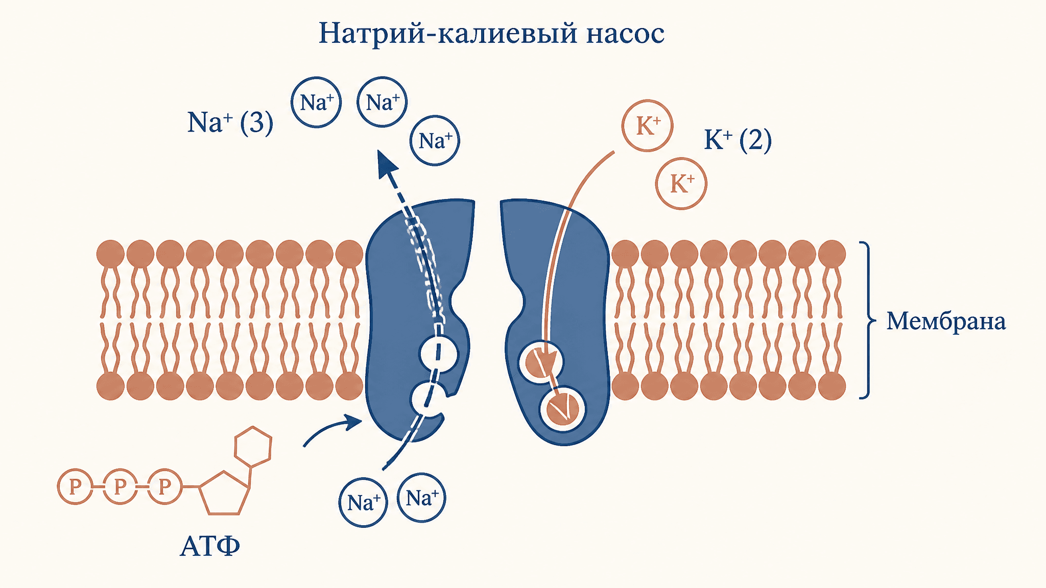 Натрий-калиевый насос АТФаза: механизм и значение