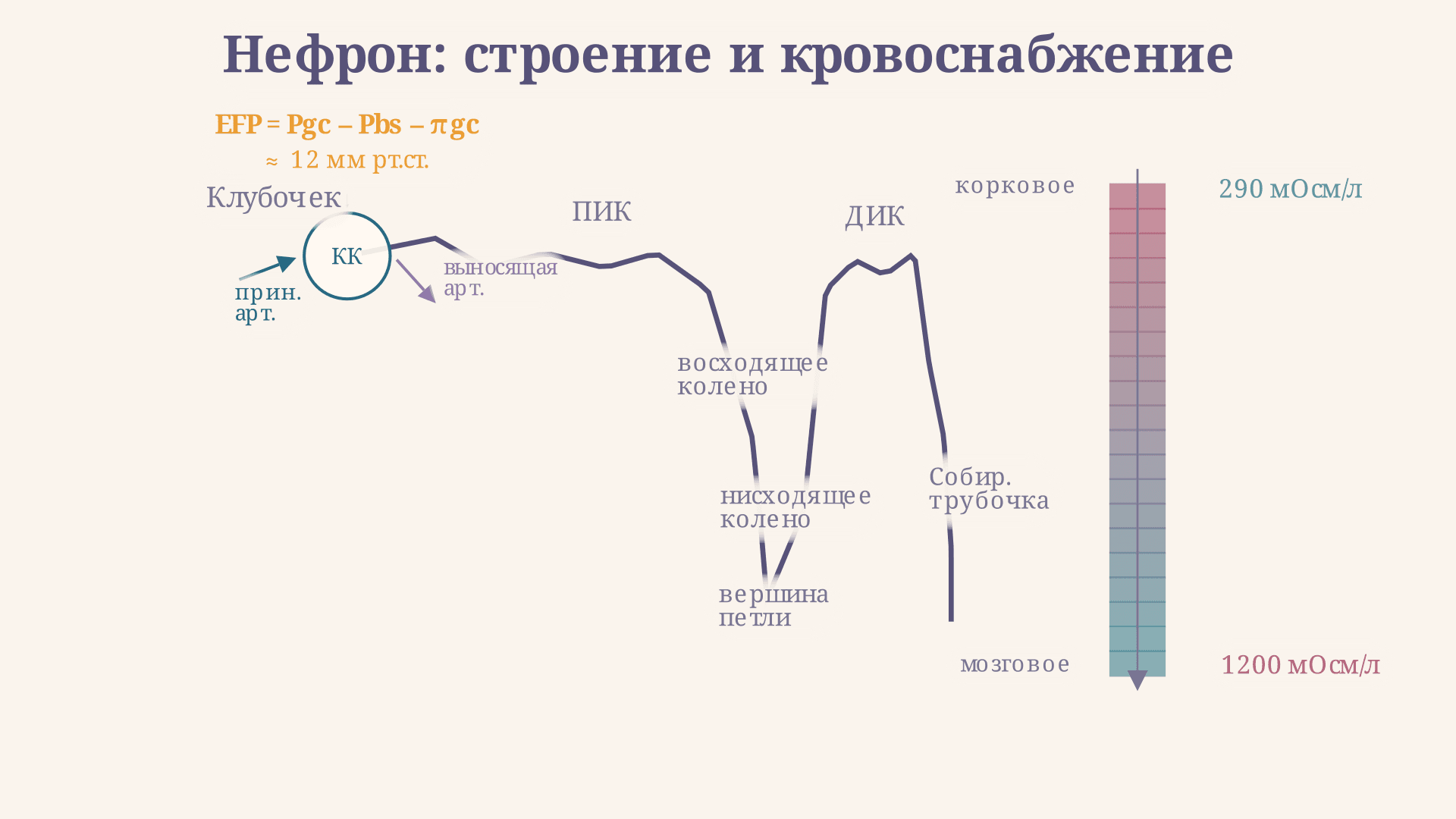 Нефрон: строение и кровоснабжение почки