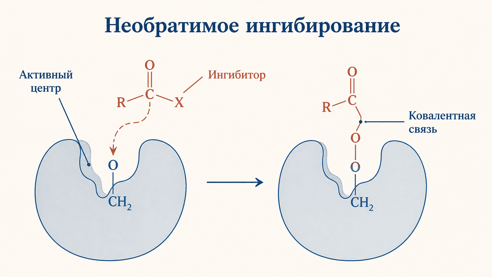 Необратимое ингибирование ферментов: механизм и примеры