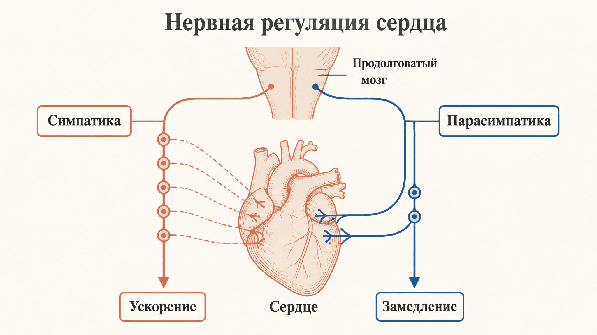 Нервная регуляция деятельности сердца: механизм
