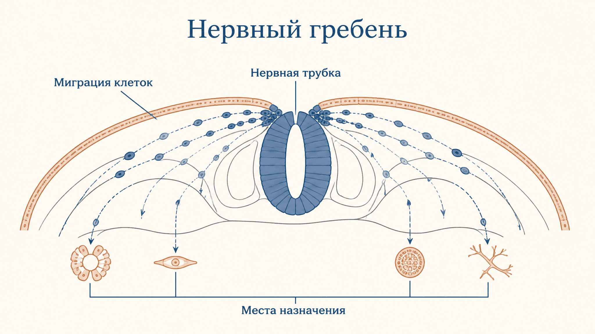 Нервный гребень: миграция клеток и их производные