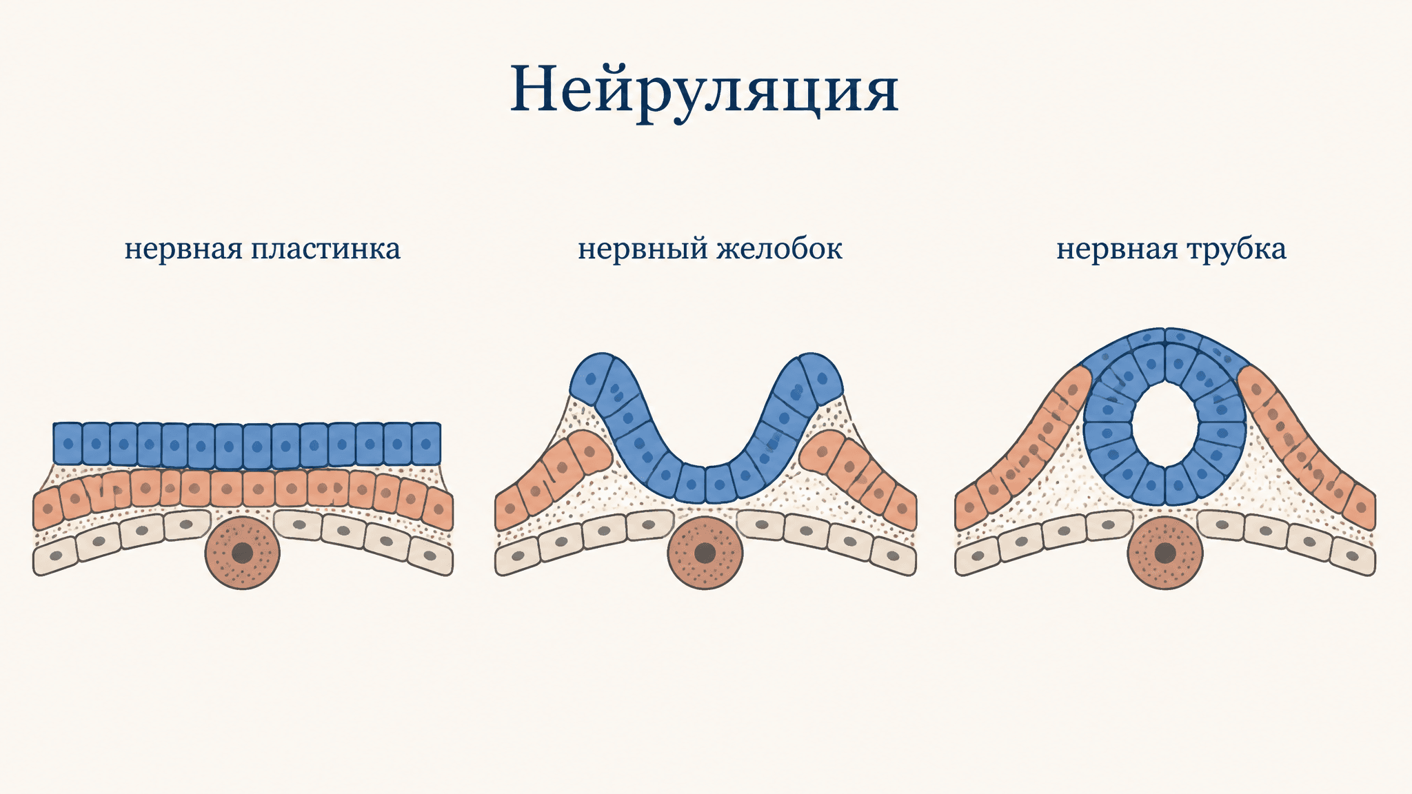 Нейруляция и образование нервной трубки