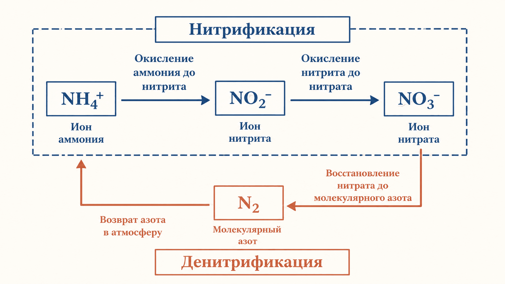 Нитрификация и денитрификация почвы: процессы и баланс