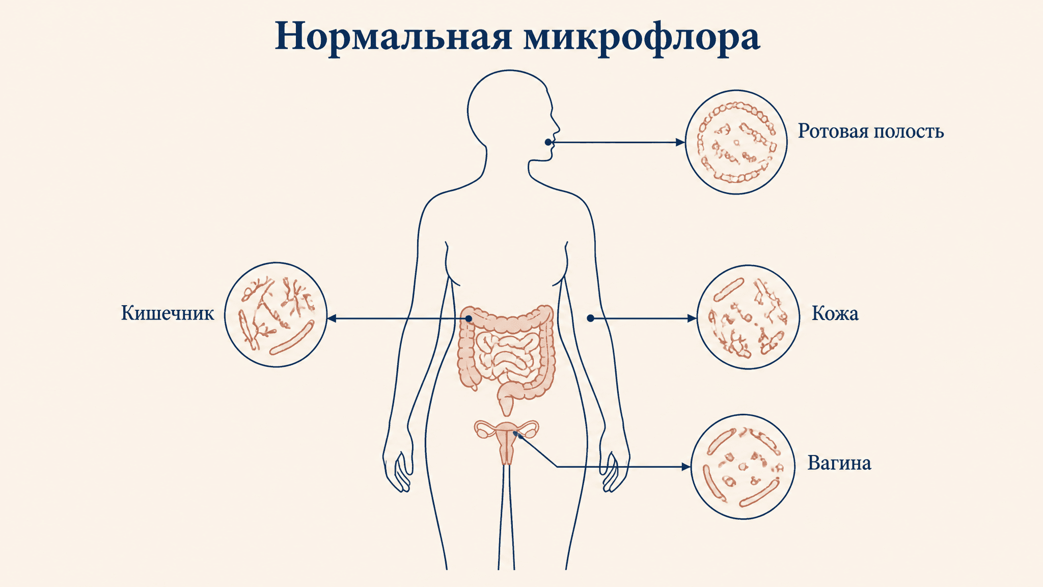 Нормальная микрофлора организма: состав и функции