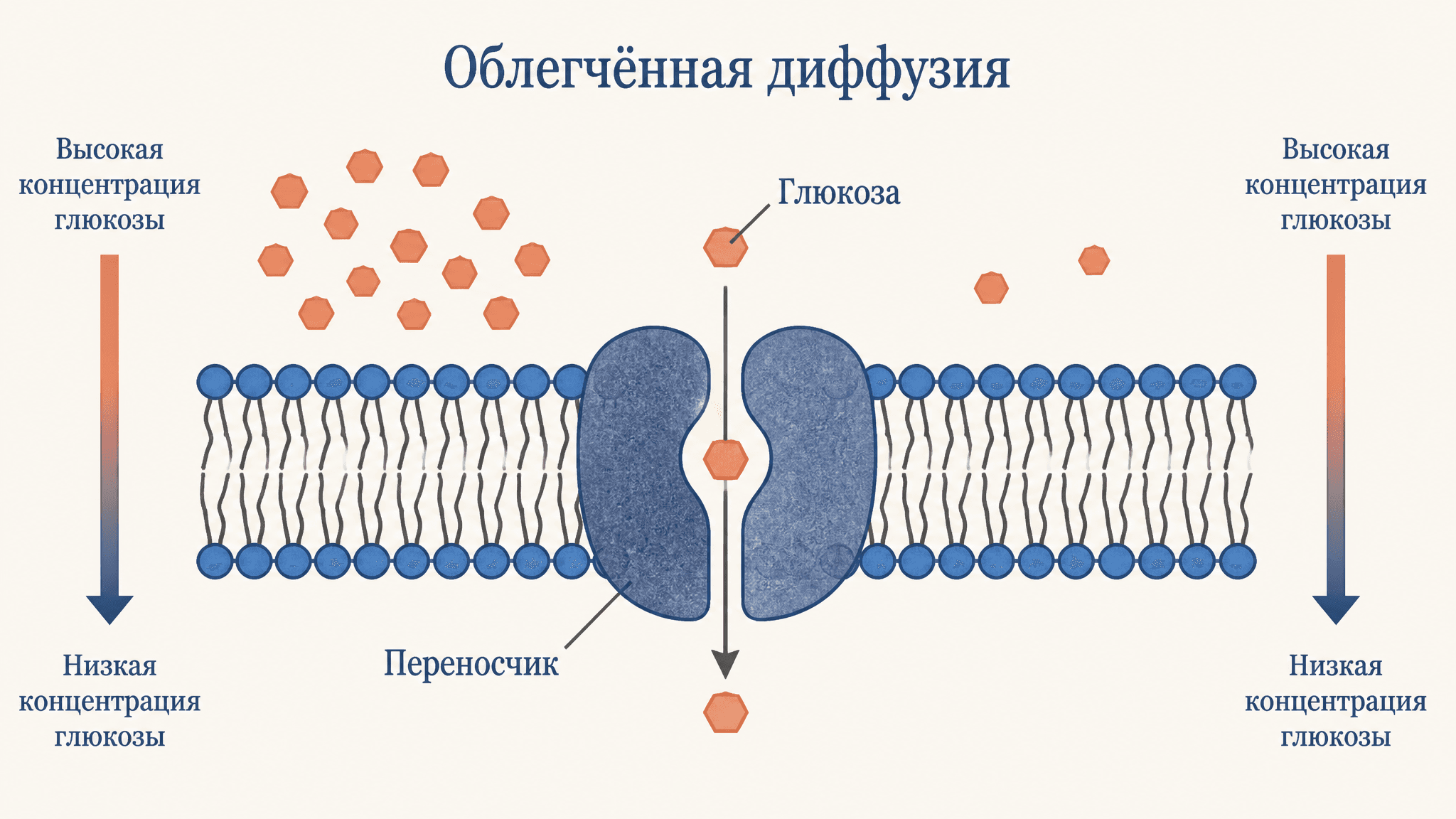 Облегчённая диффузия: переносчики и каналы мембраны