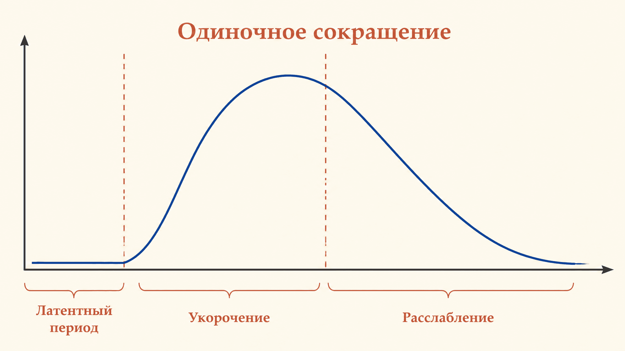 Одиночное мышечное сокращение: три фазы твитча