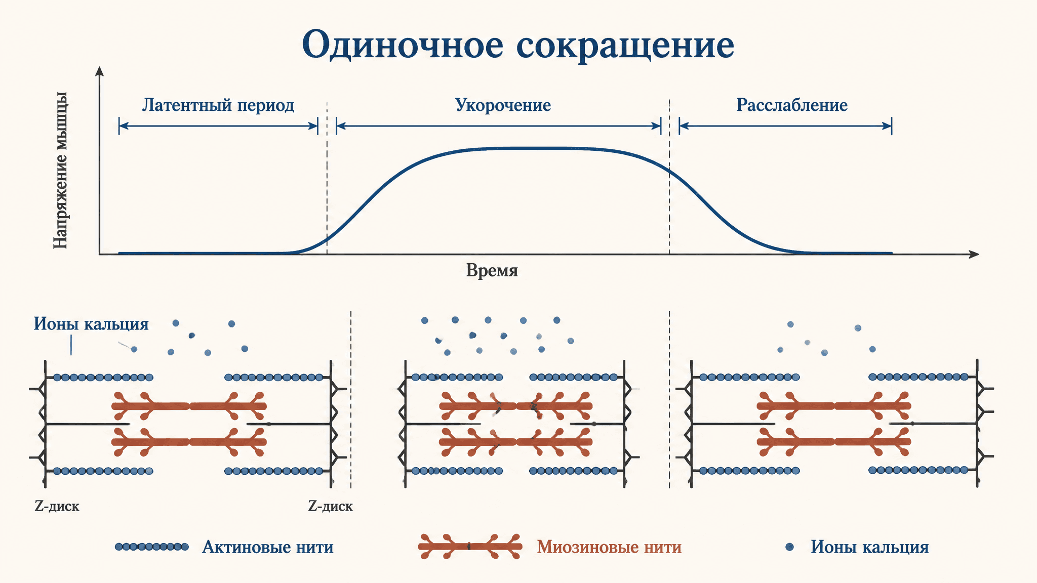 Одиночное сокращение и тетанус: механизм мышечной силы