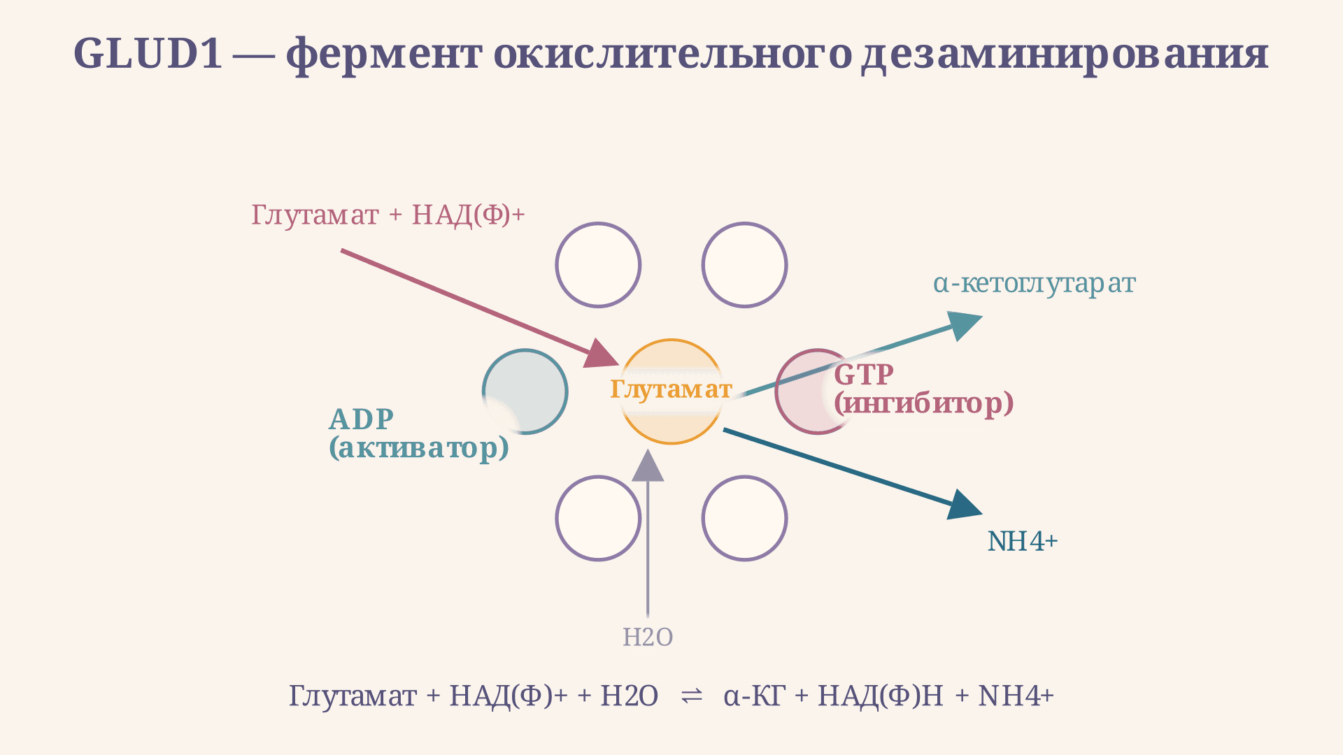 Дезаминирование глутамата: реакция и кинетика GLUD1