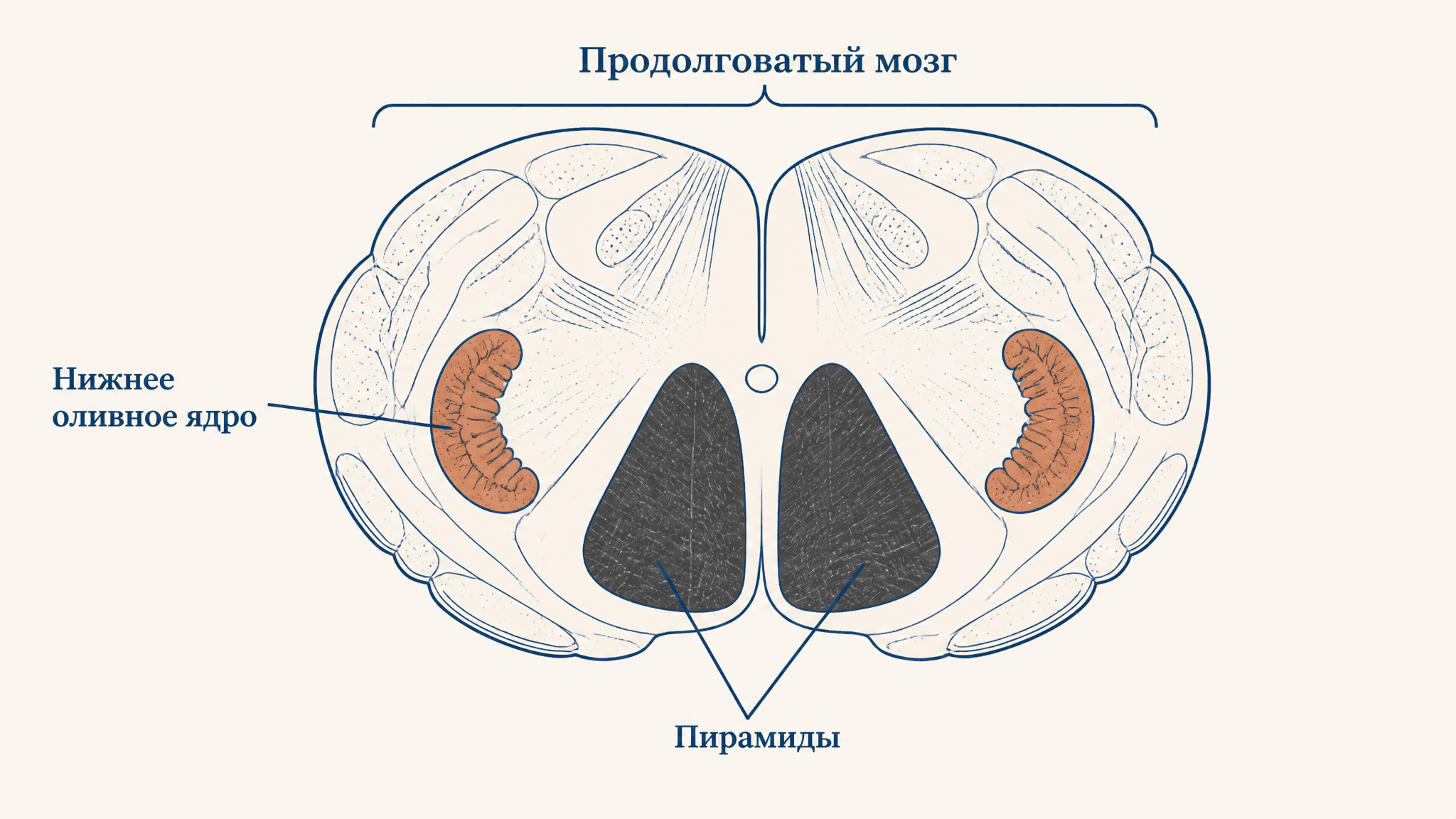 Оливное ядро продолговатого мозга: строение и функции