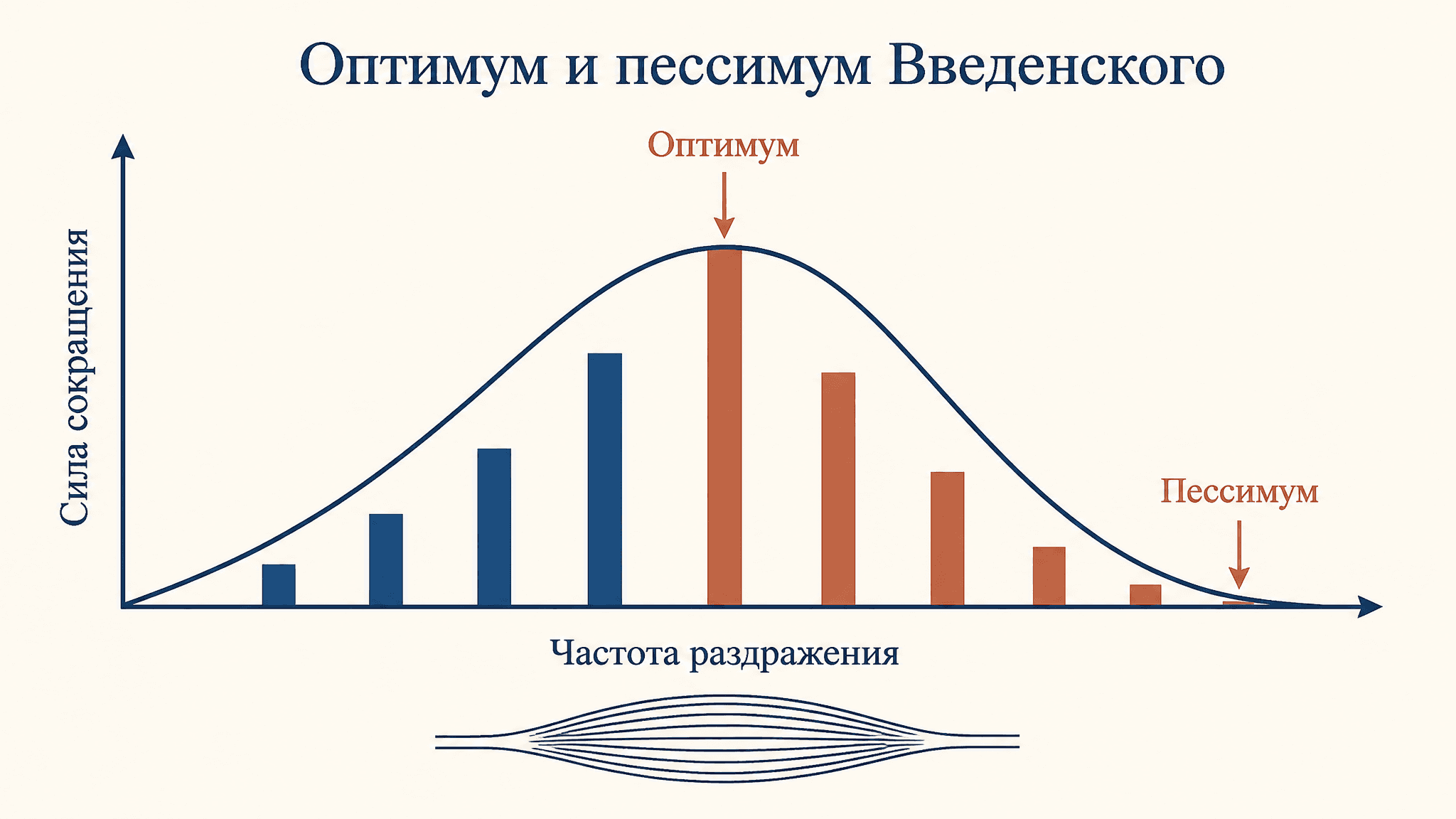 Оптимум и пессимум Введенского: частота и сила сокращения