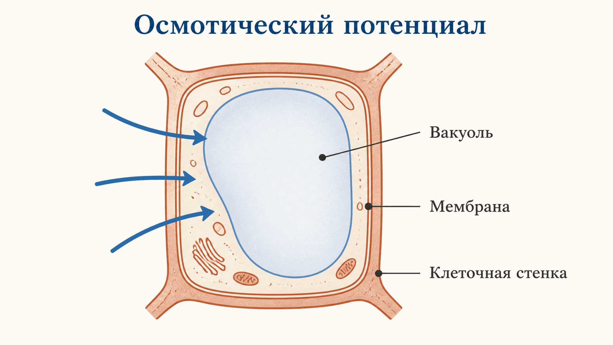 Осмотический потенциал клетки: формула и расчёт