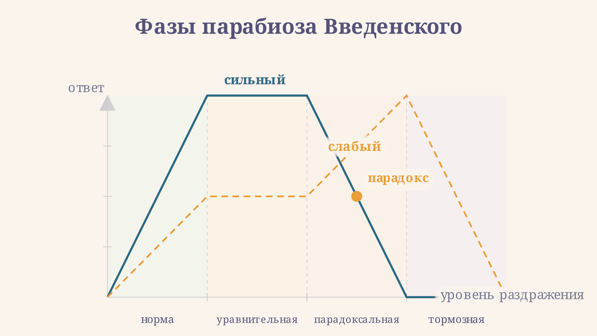 Парабиоз Введенского: три фазы и механизм