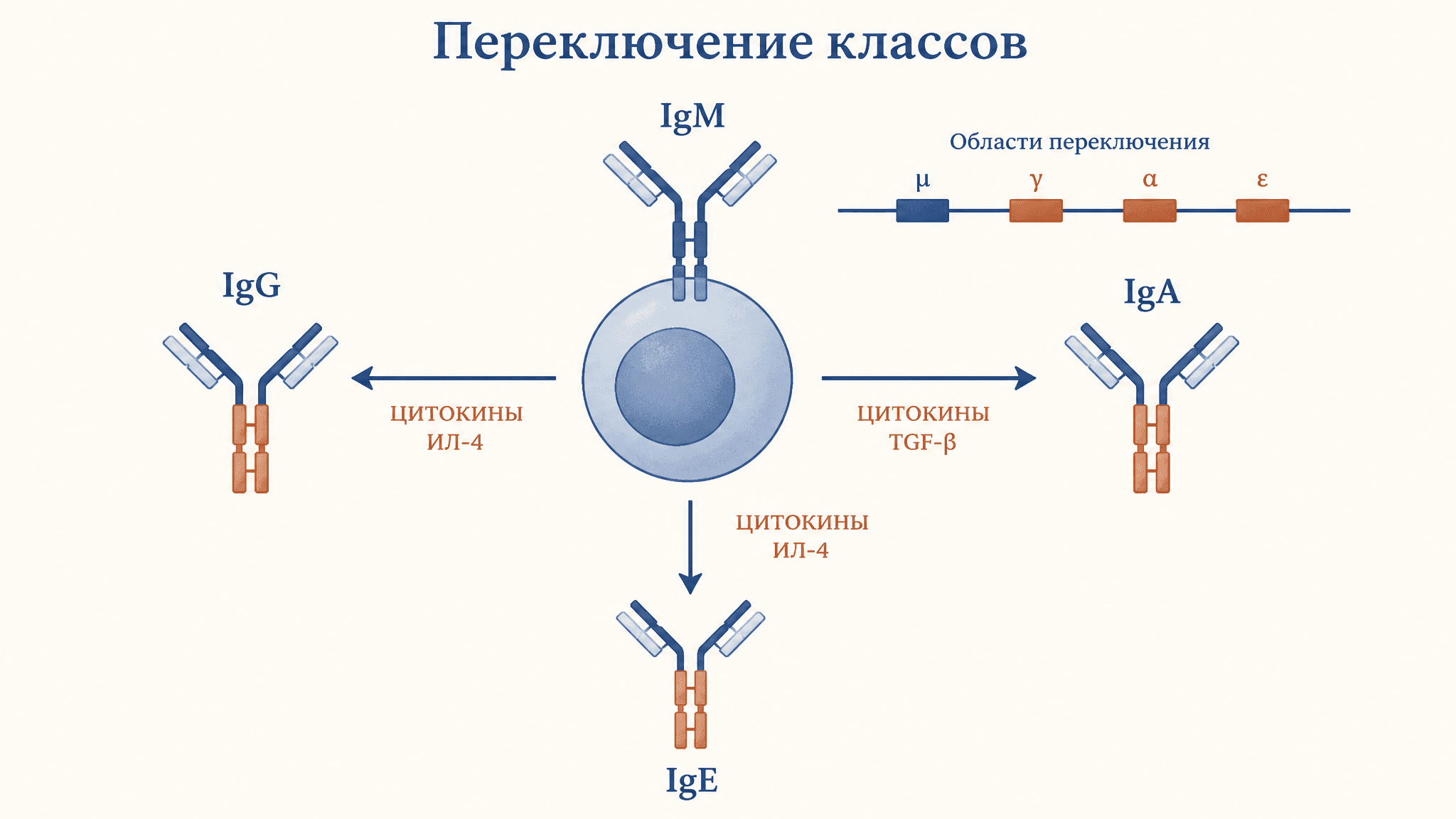Переключение классов антител: механизм и функции